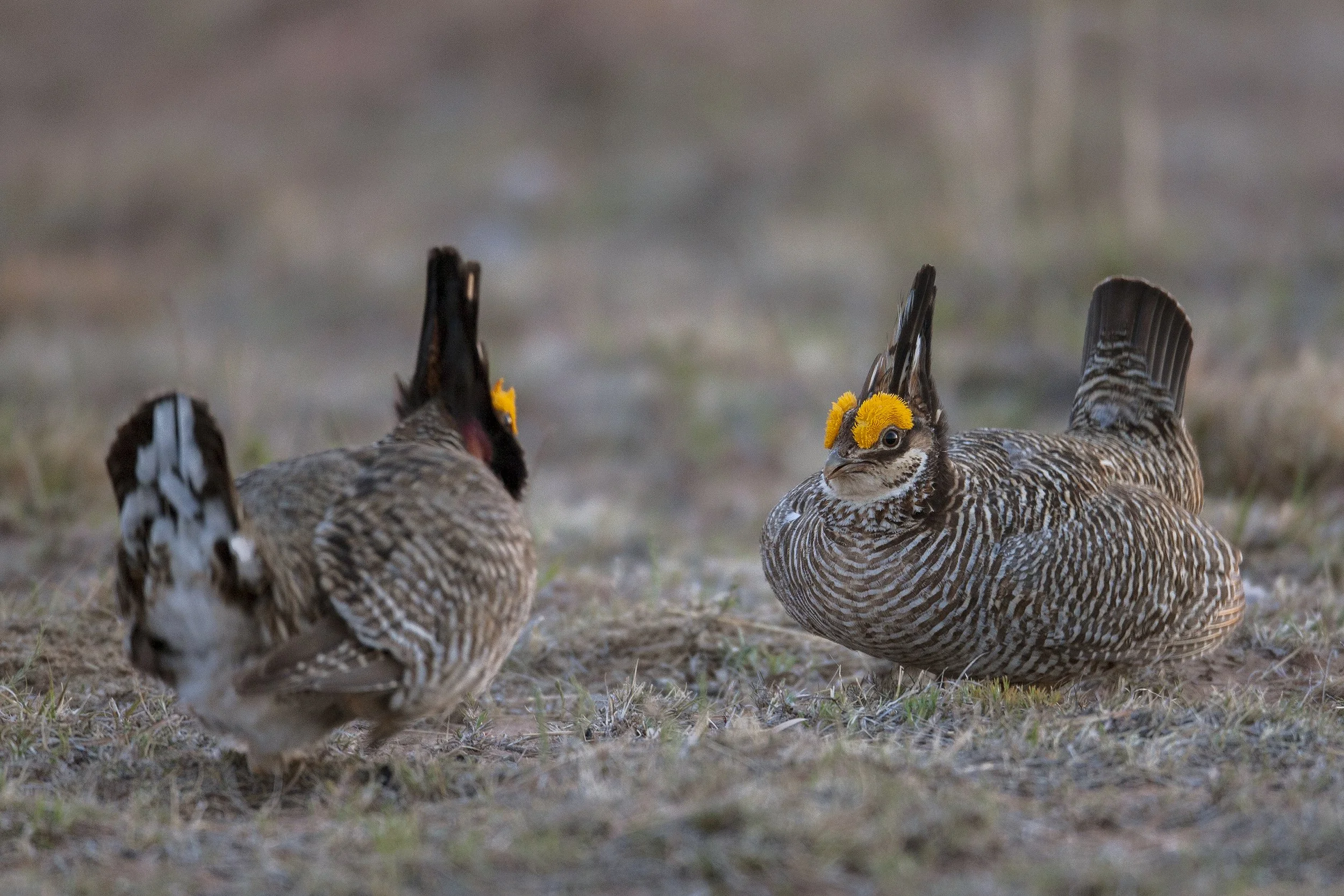Lesser Prairie Chicken