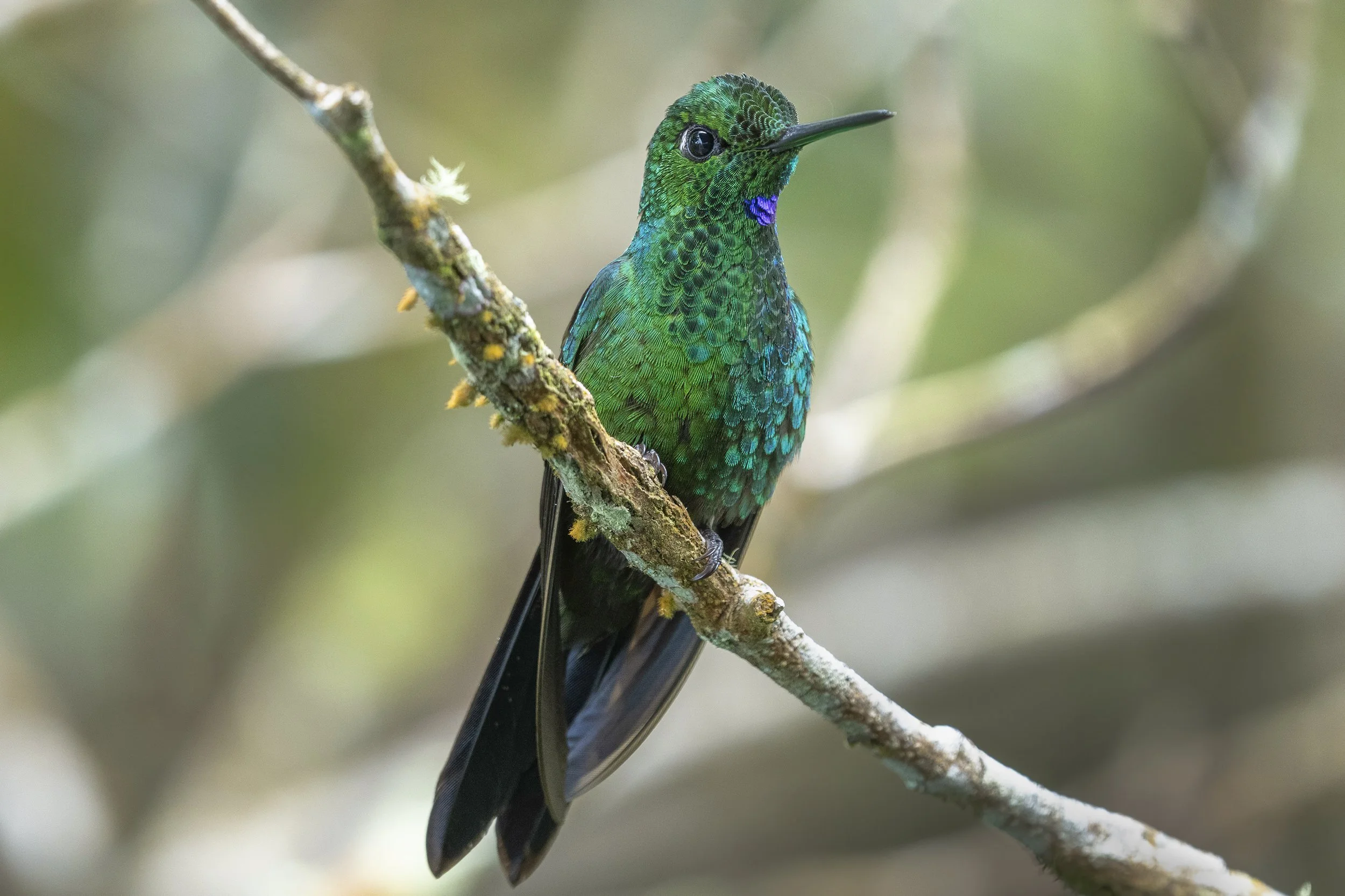 Green Crowned Brilliant
