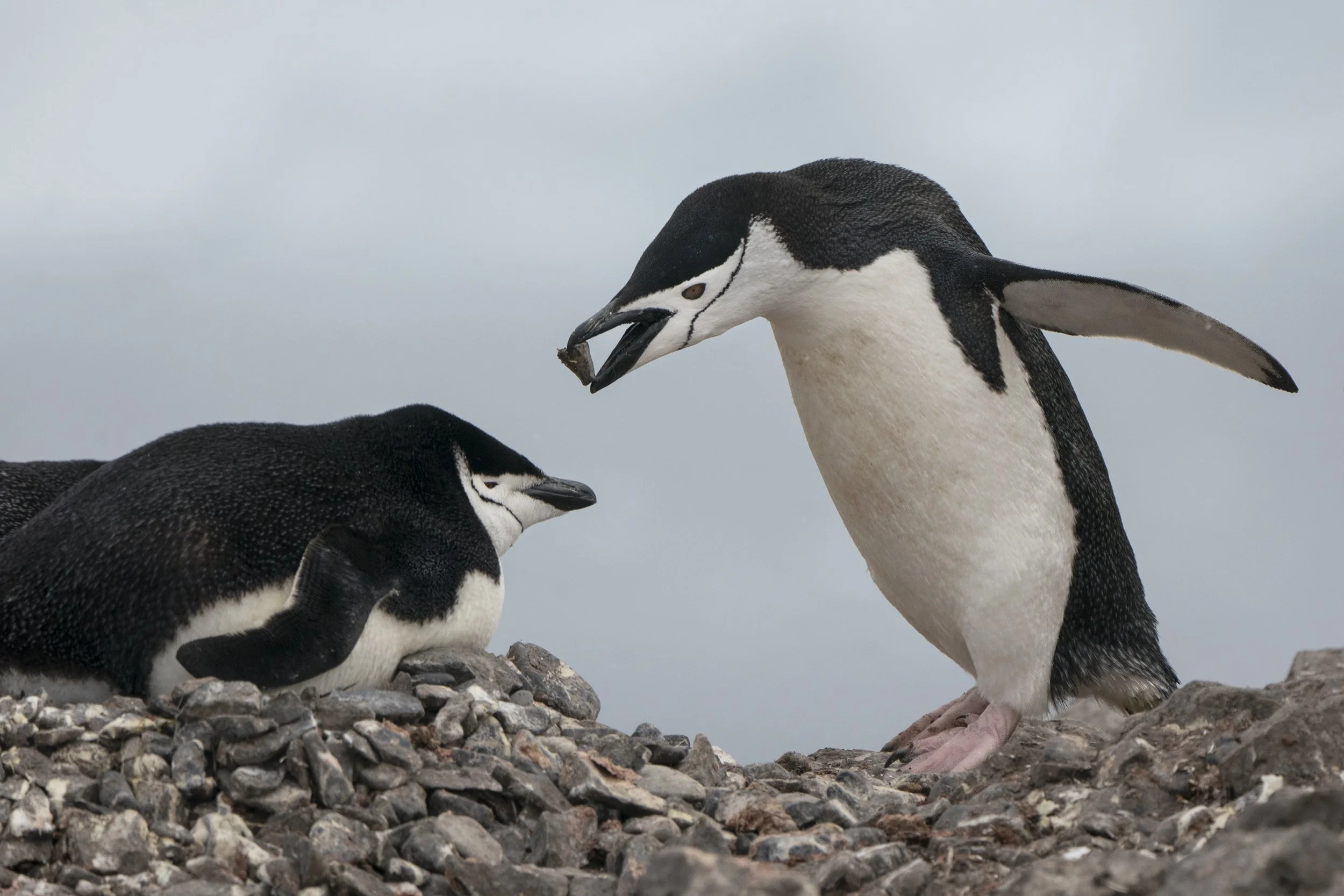 Chinstrap Penguin
