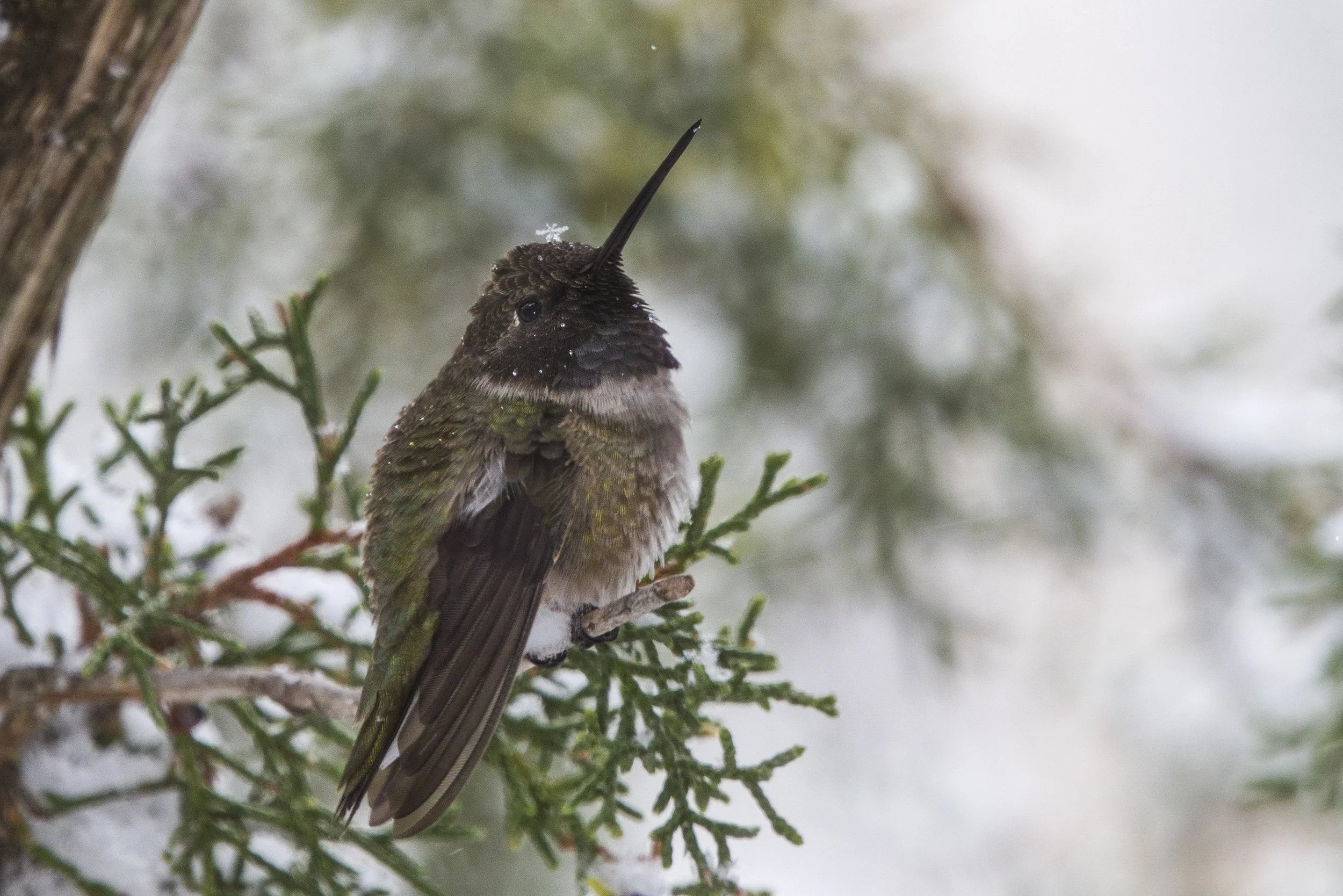 Black Chinned Hummingbird_IMG_2310.jpg