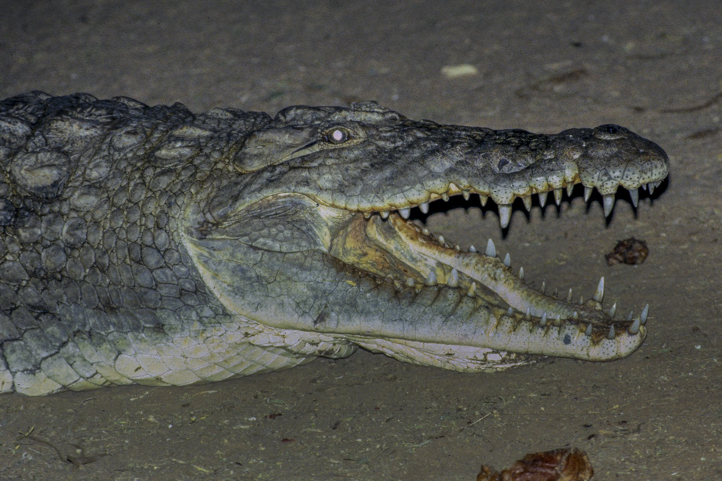 Crocodile