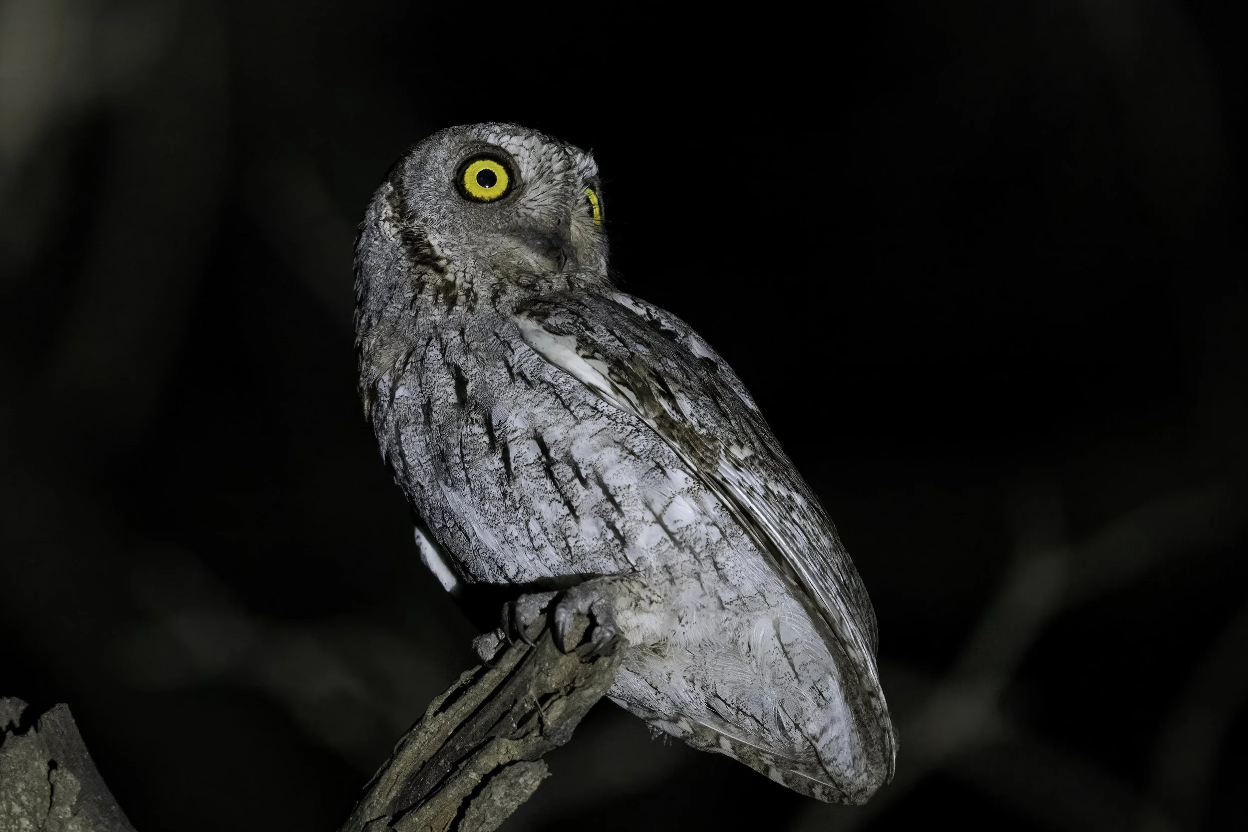 African Scops Owl 