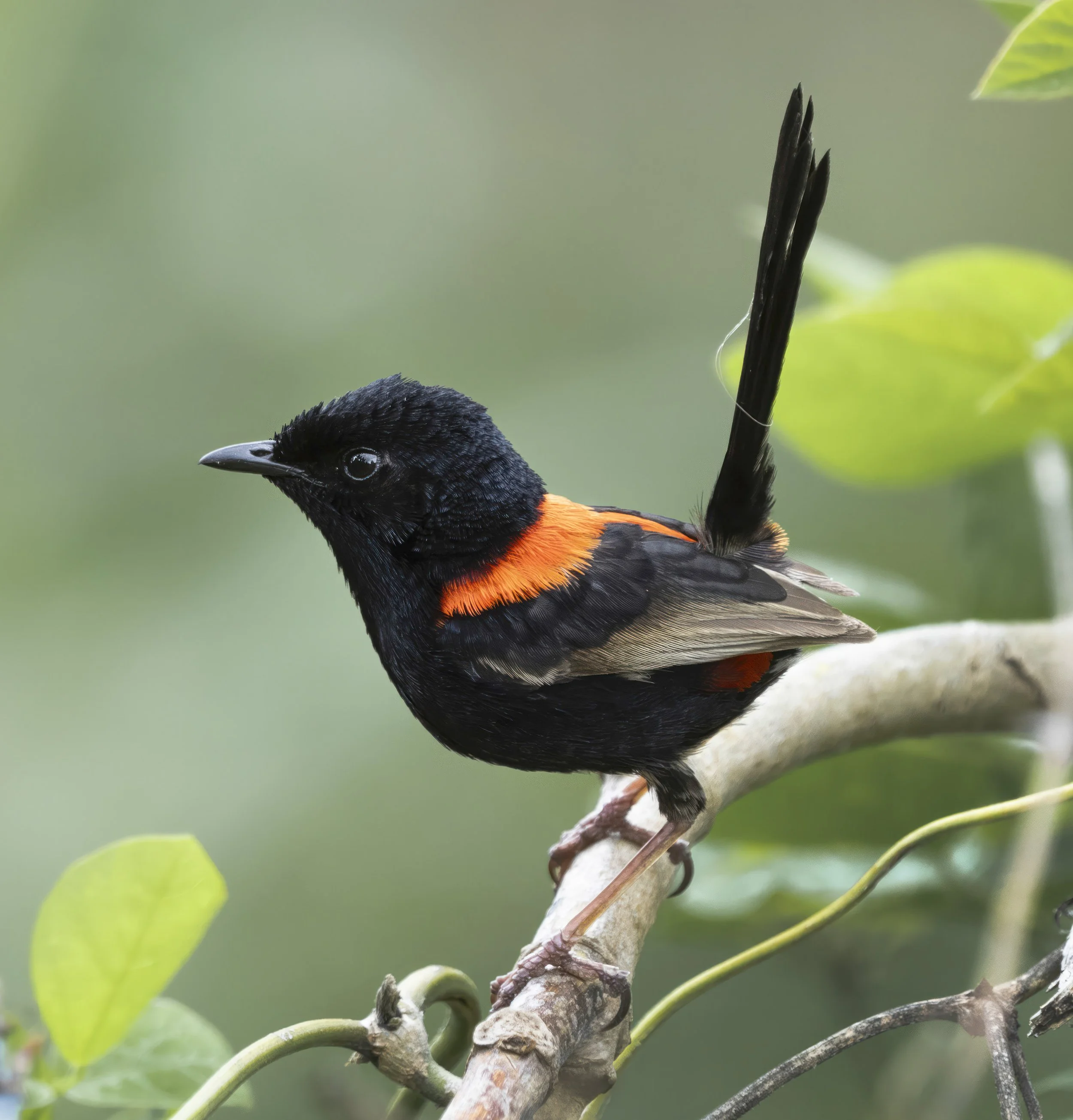Red Backed Fairywren
