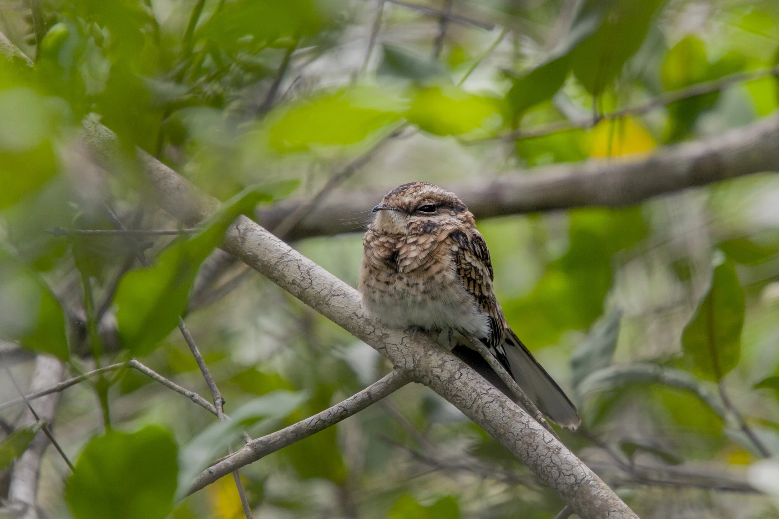  White Tailed Nightjar