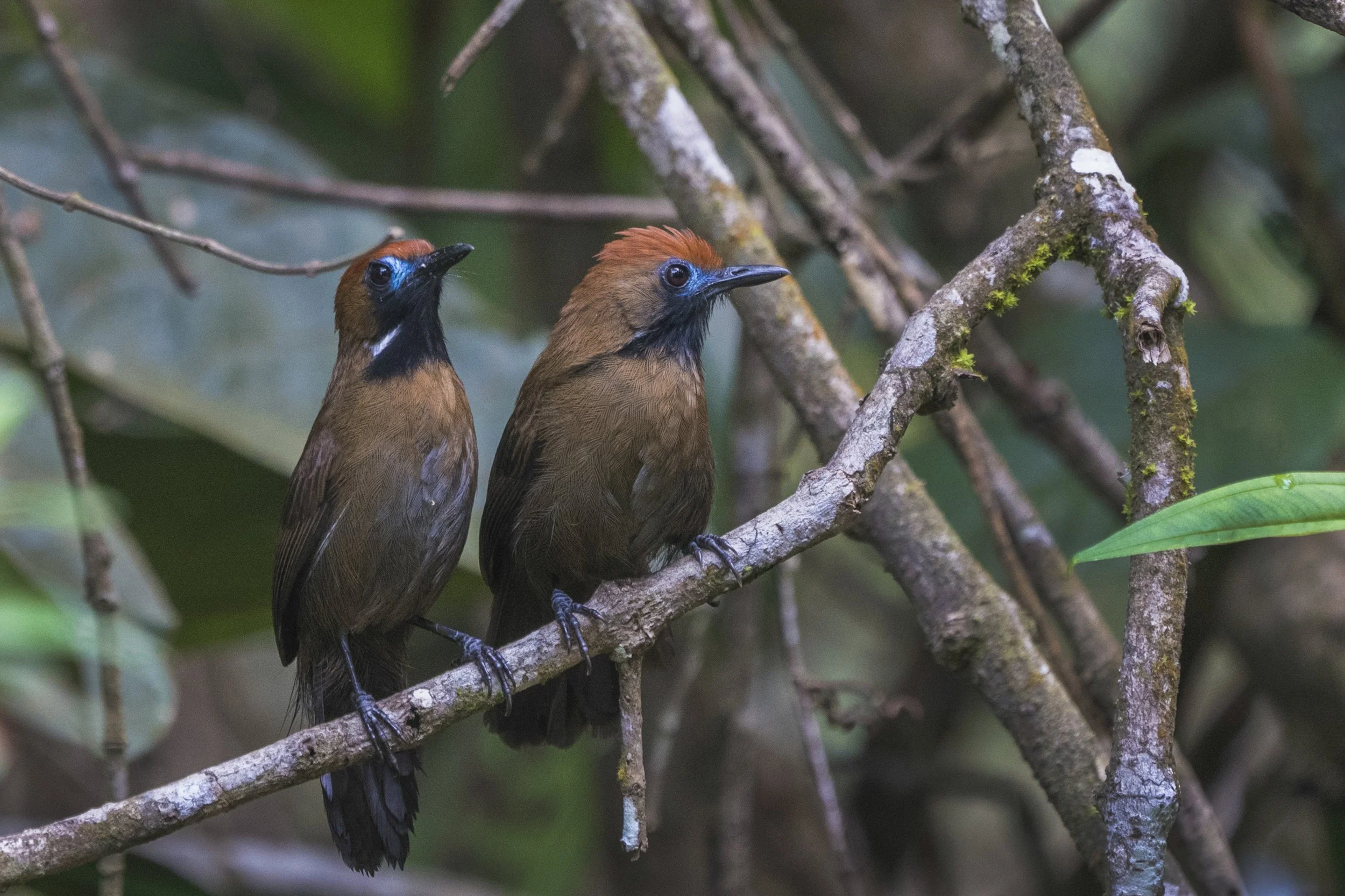 Fluffy Backed Tit Babbler