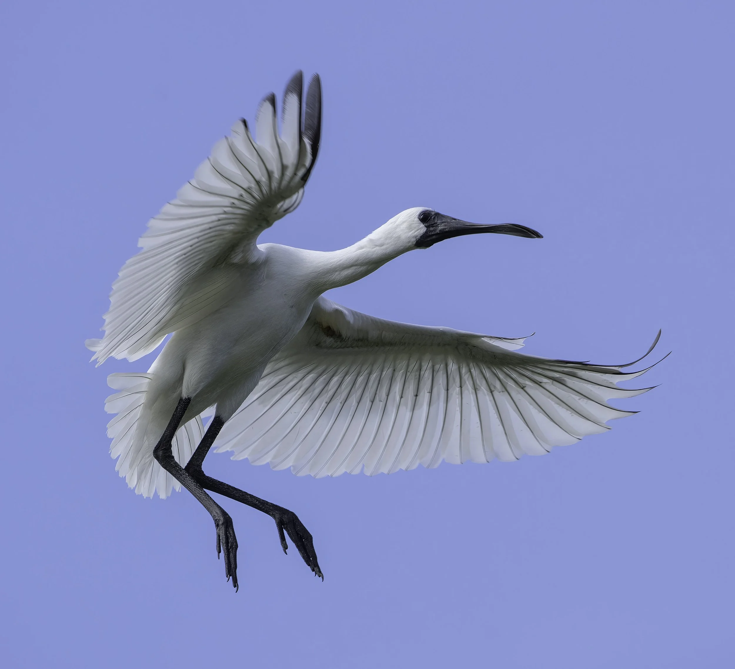 Royal Spoonbill