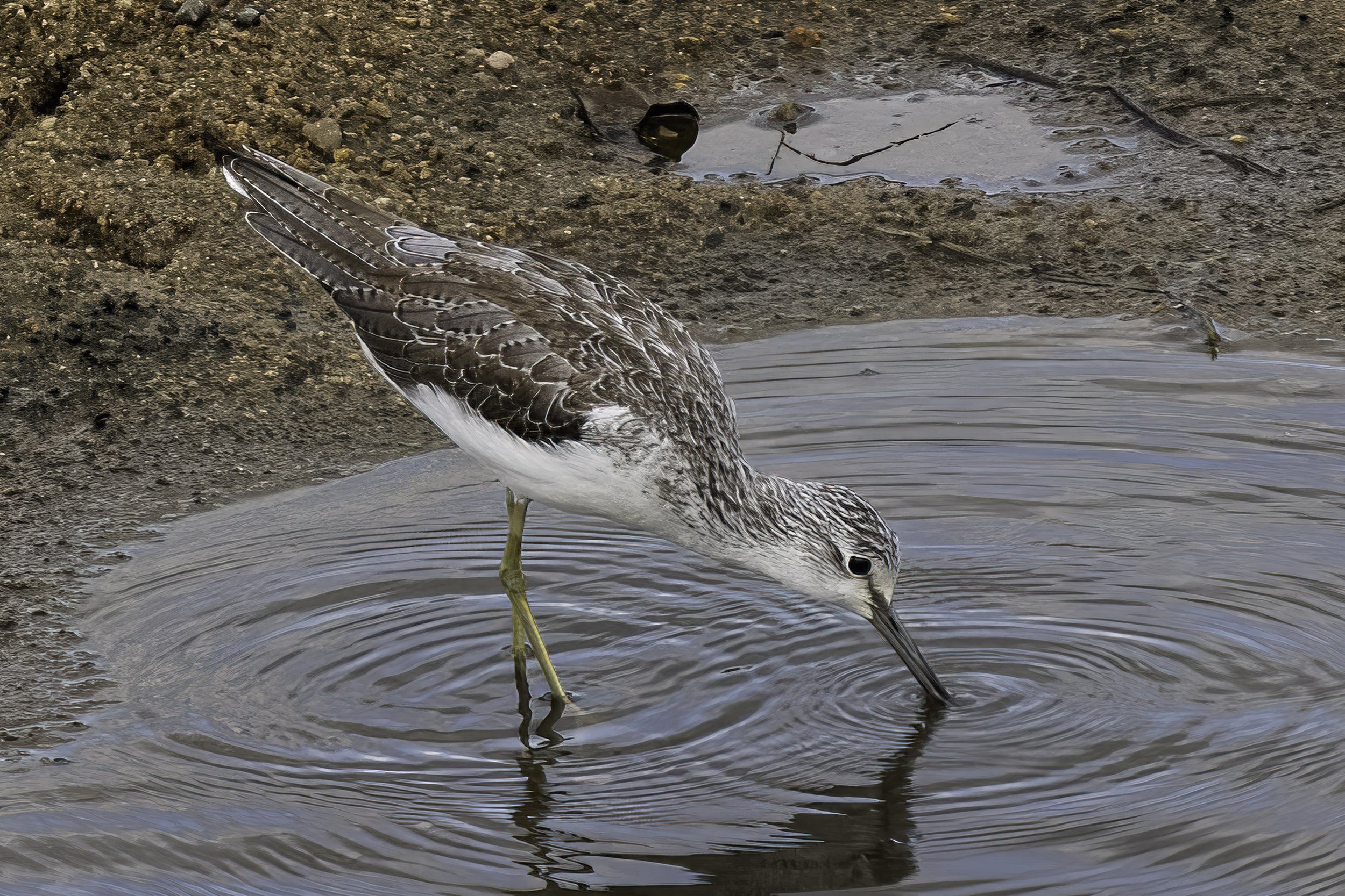 Common Greenshank