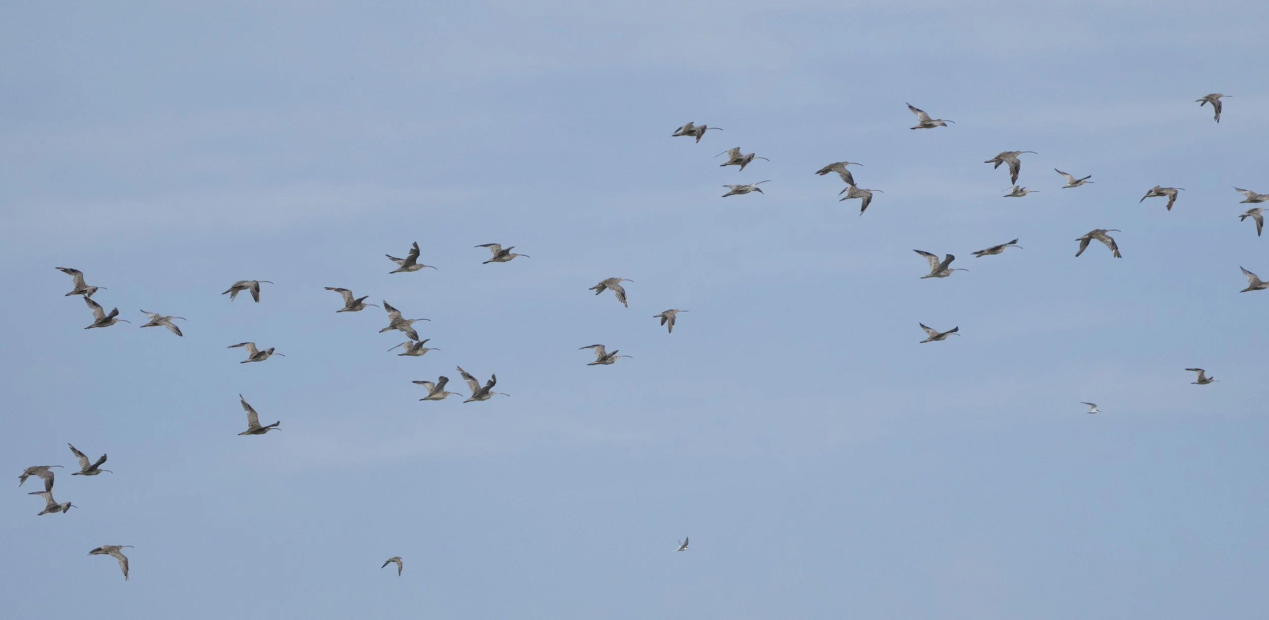  Far Eastern Curlew