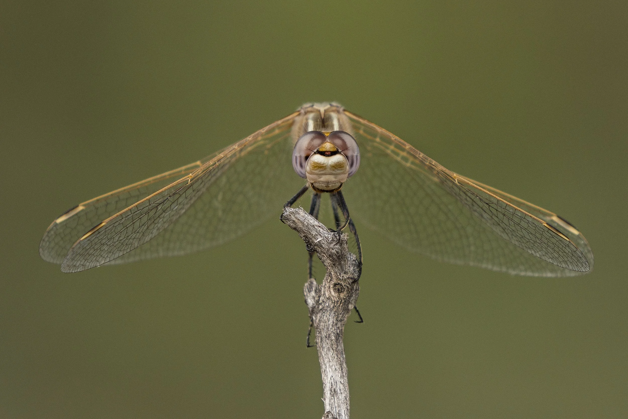 Variegated Meadowhawk (Sympetrum corruptum)_DSC04891.jpg