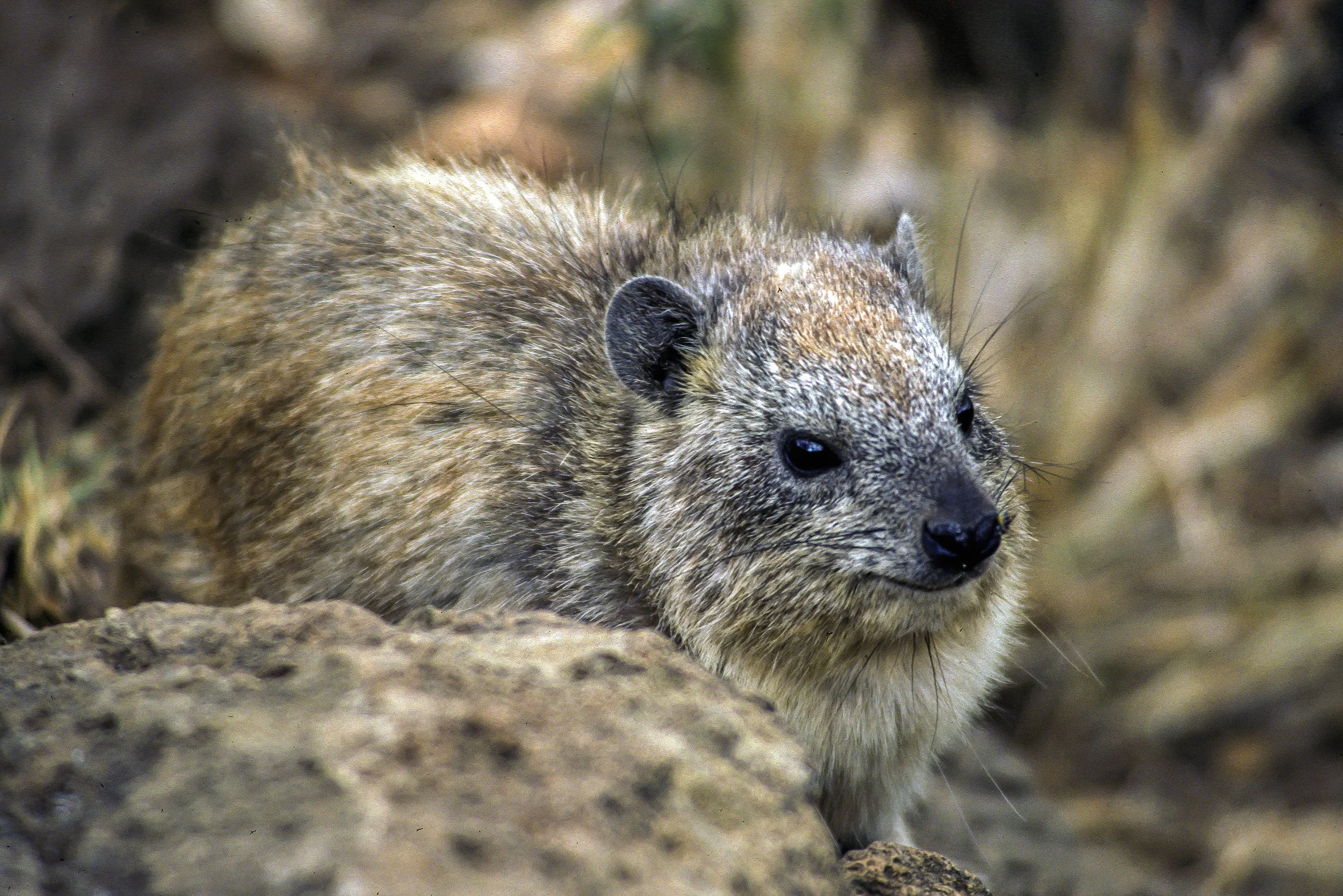 Rock Hyrax