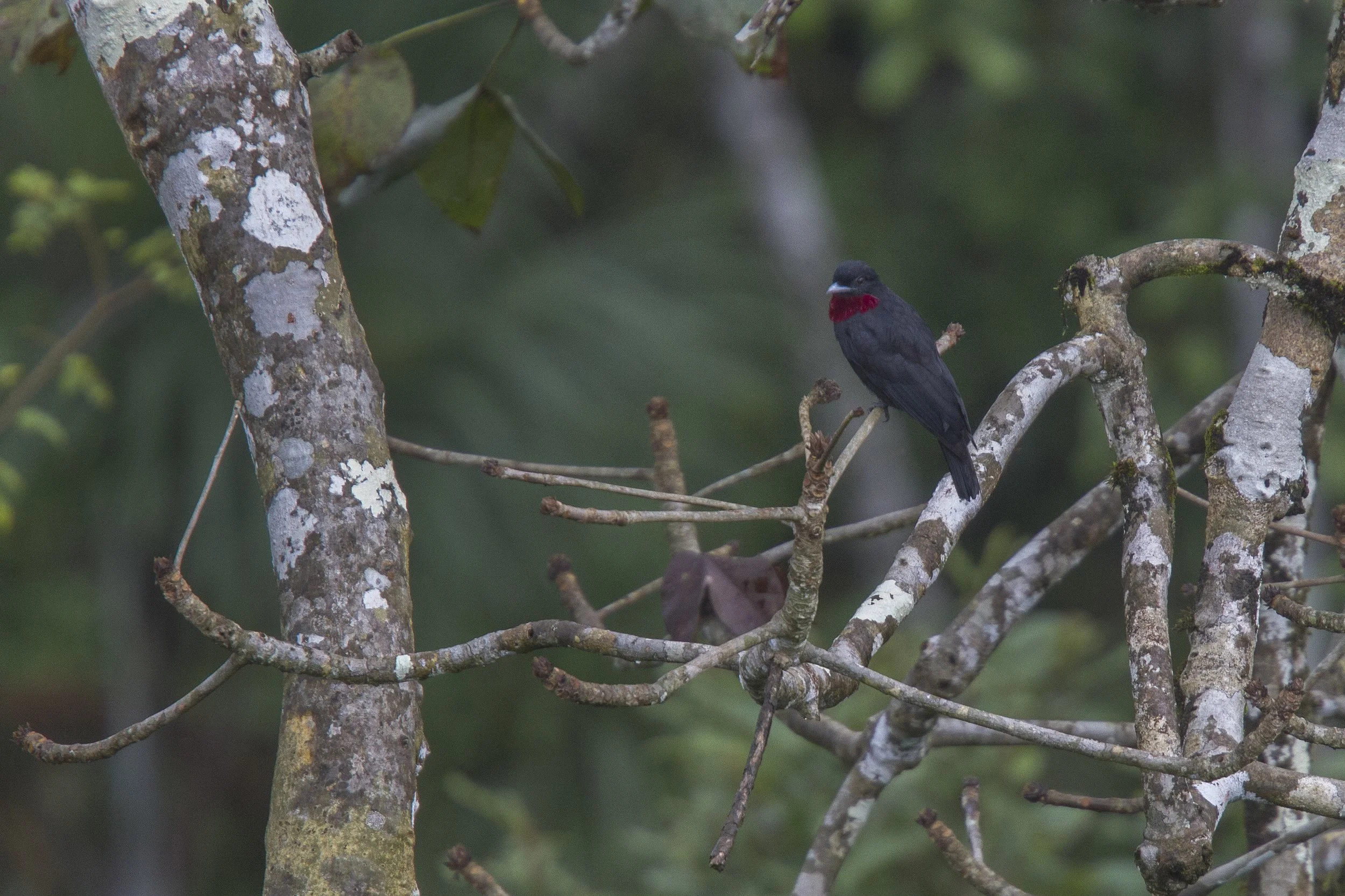 Purple Throated Fruitcrow