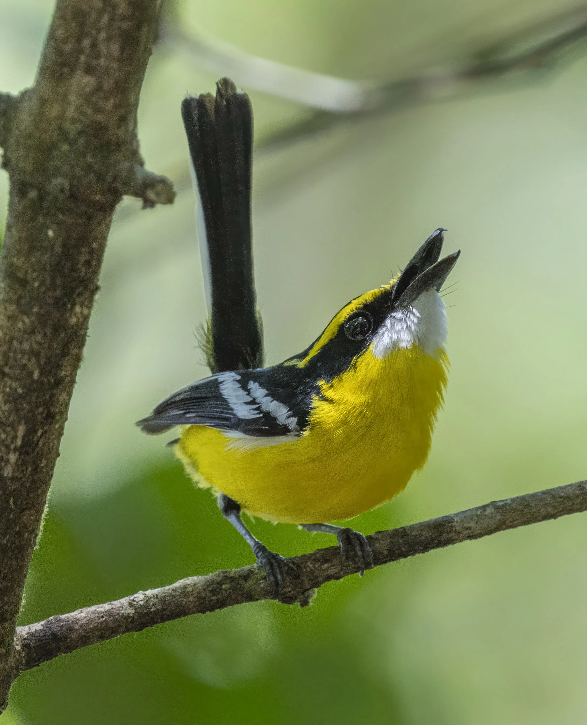 Yellow Breasted Boatbill