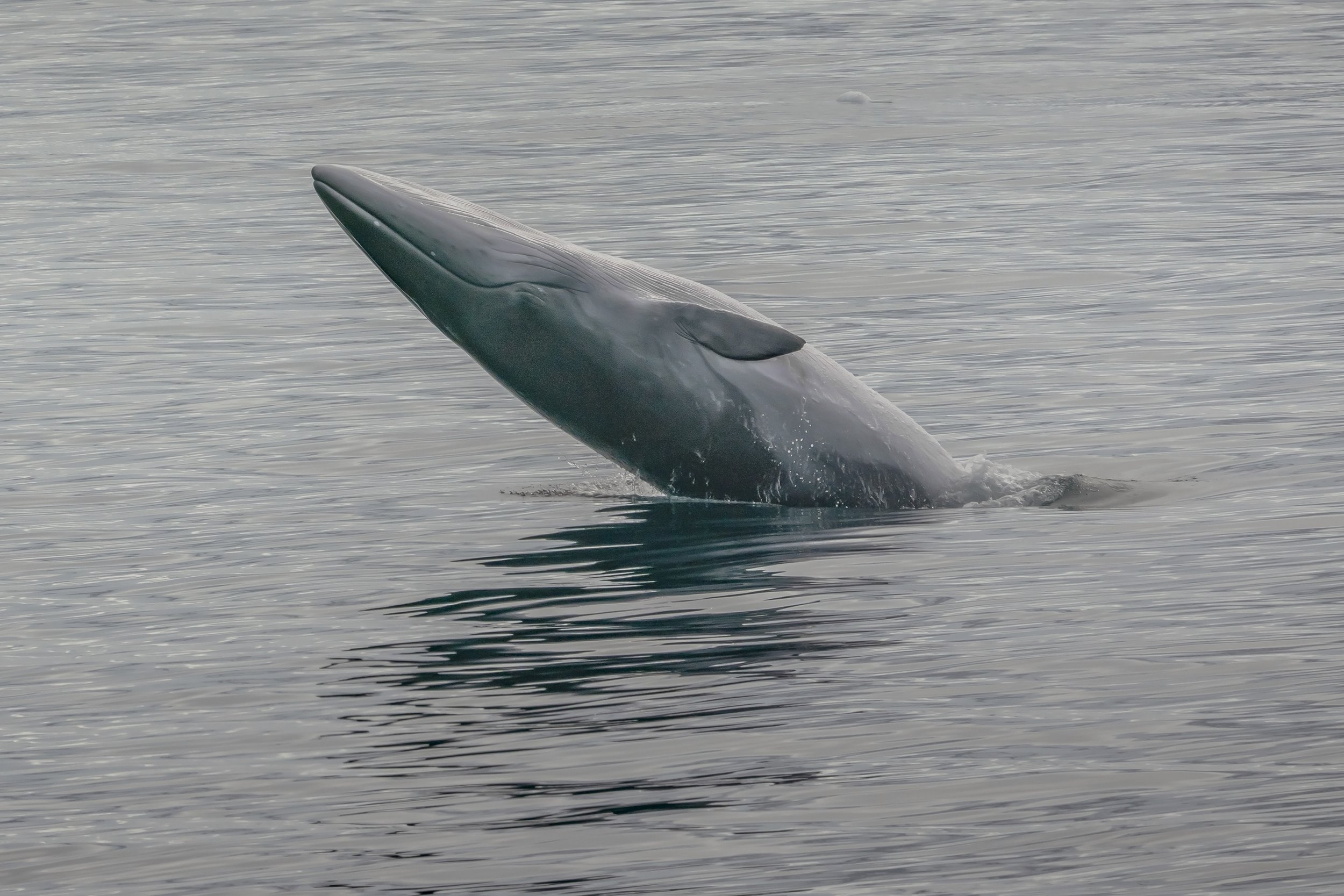 Antarctic Minke Whale