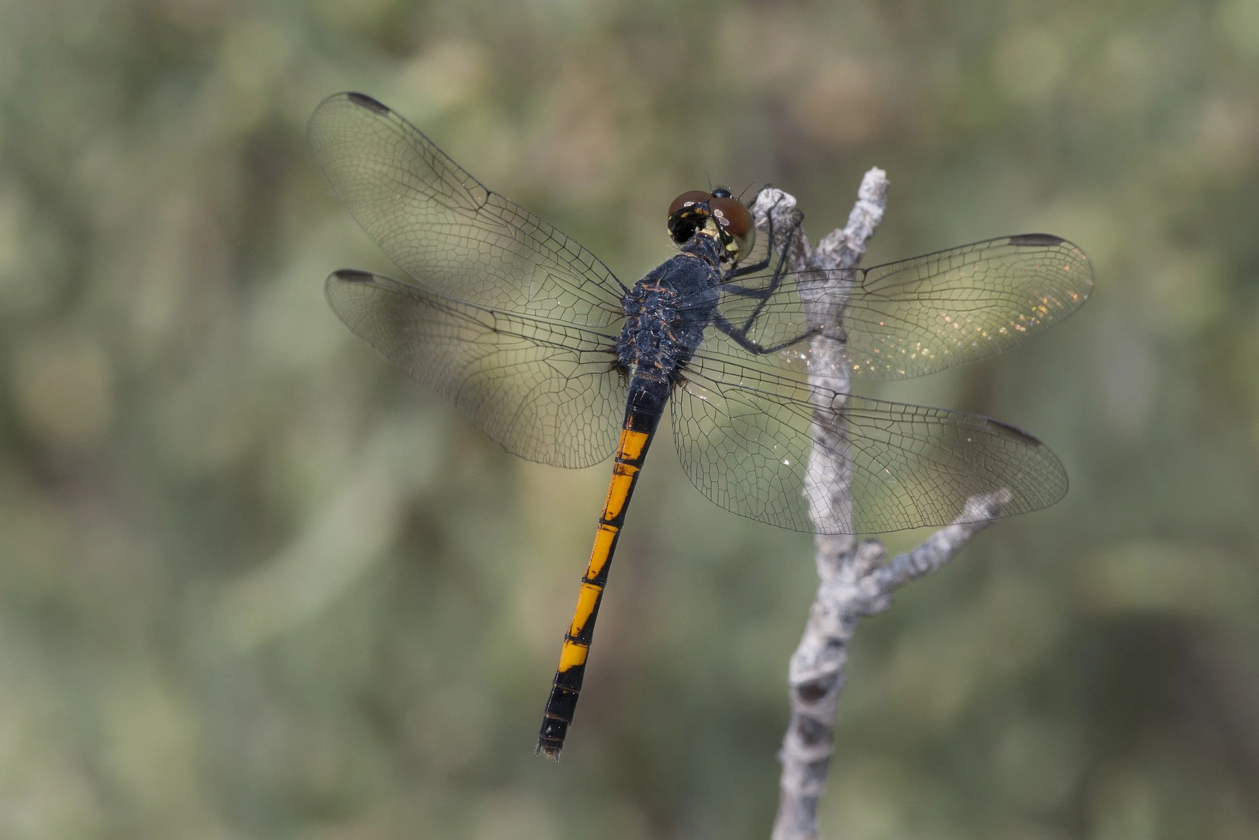 Seaside Dragonlet (Erythrodiplax berenice)_DS3_5071.jpg