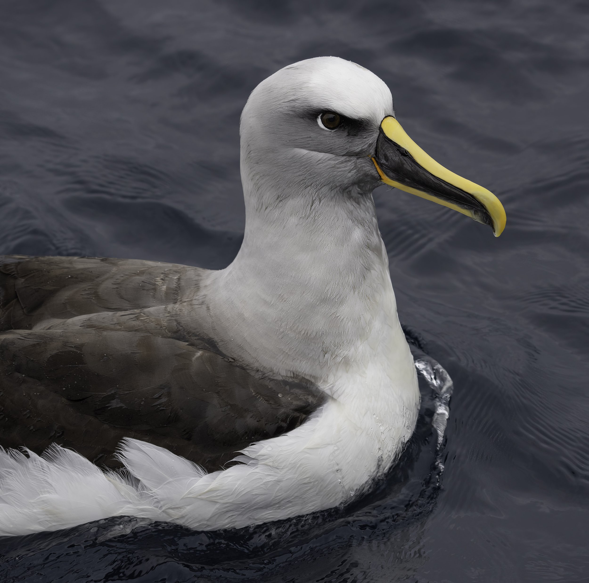 Buller's Albatross