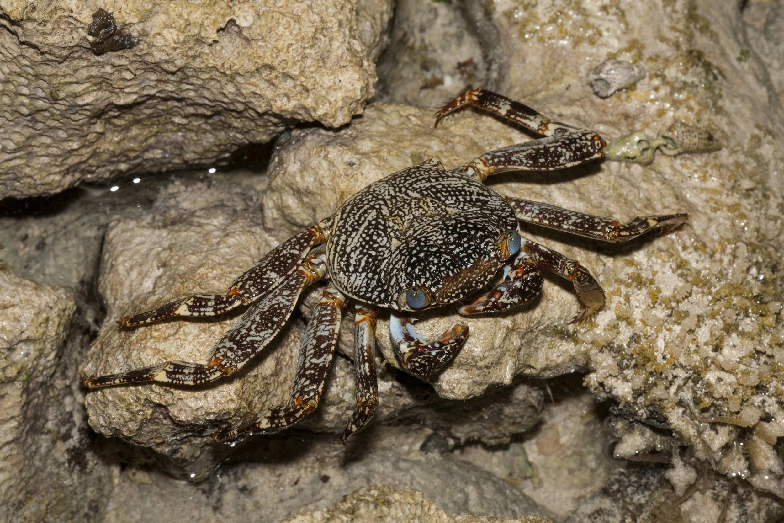 Roatan_IMG_0975.jpg