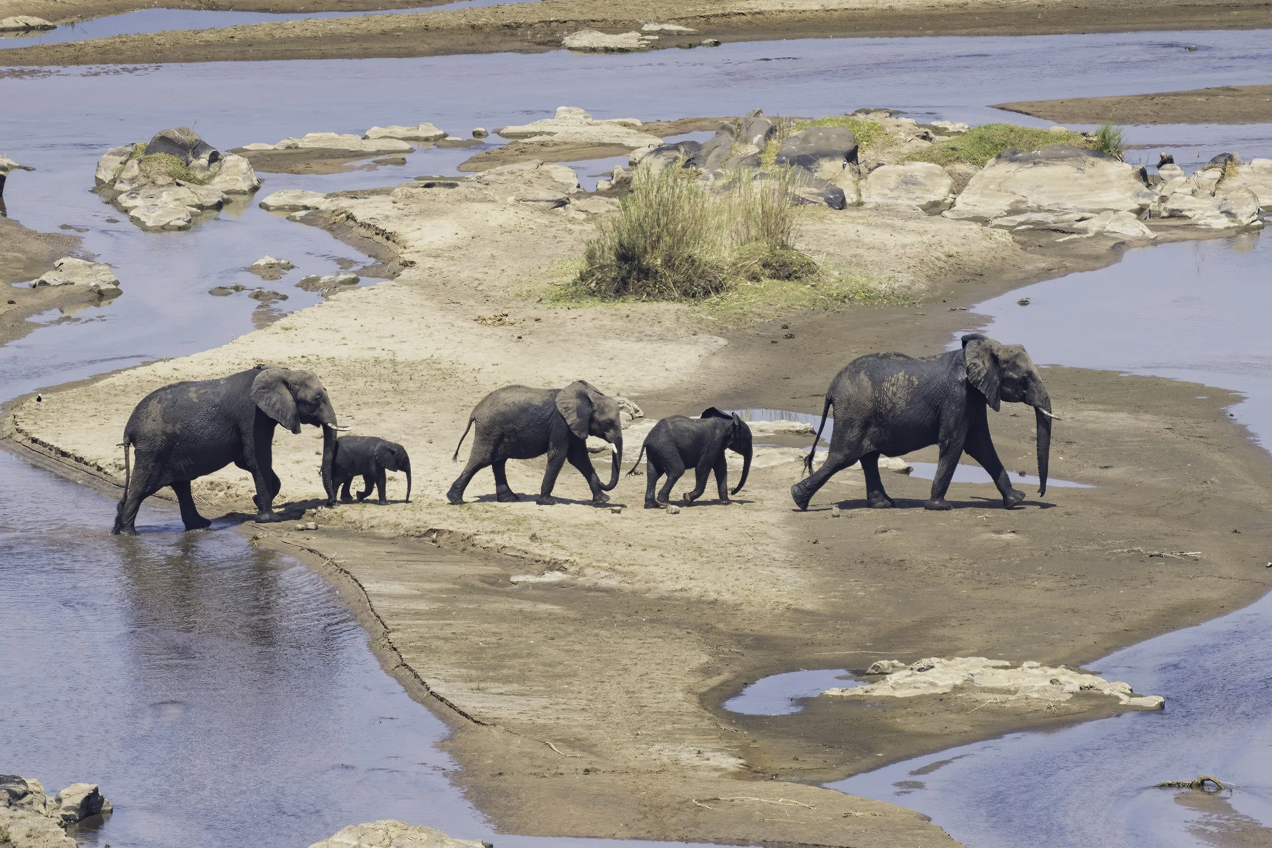 African Elephant