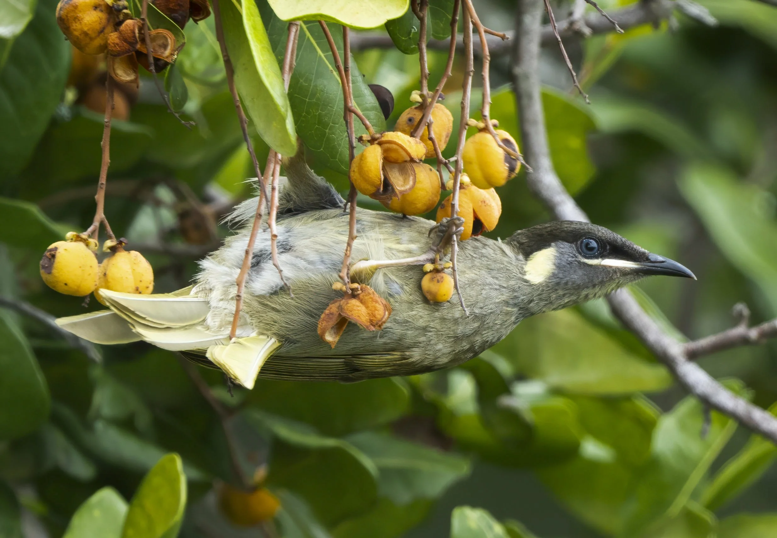 Lewins Honeyeater