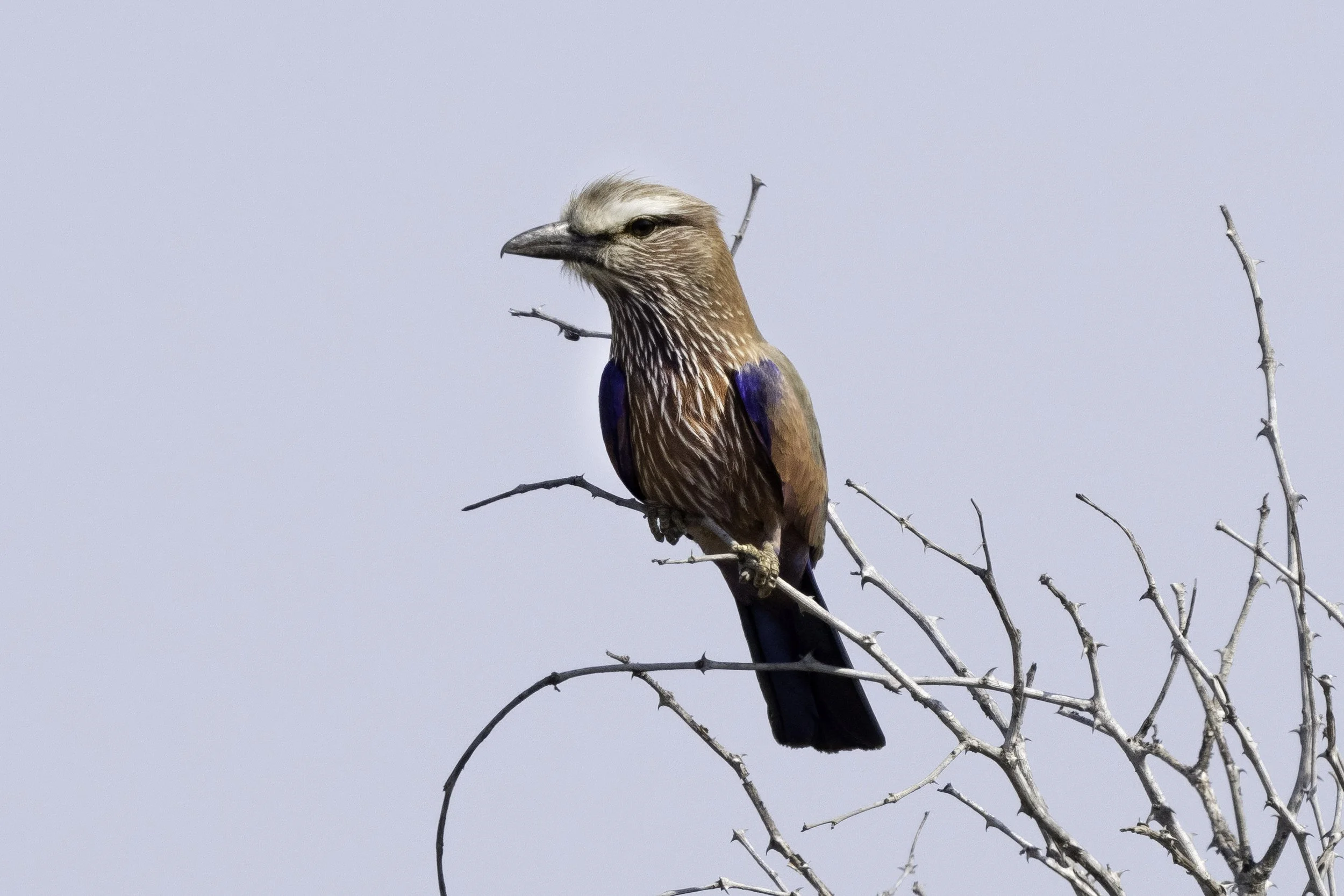 Purple Roller