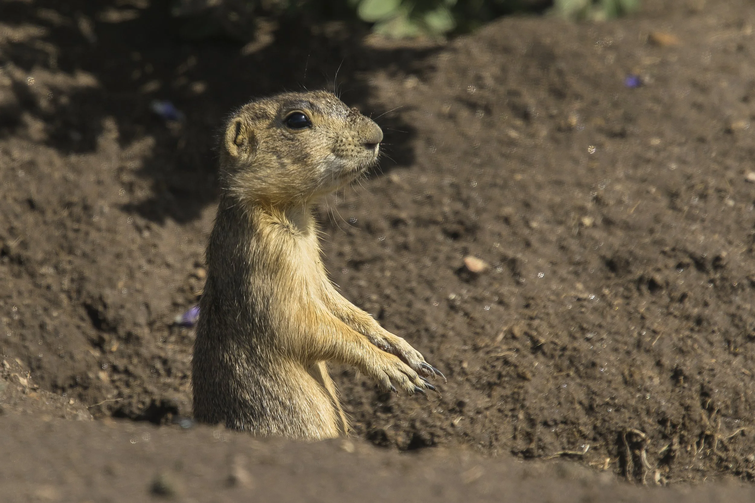 Gunnison's Prairie Dog, NM