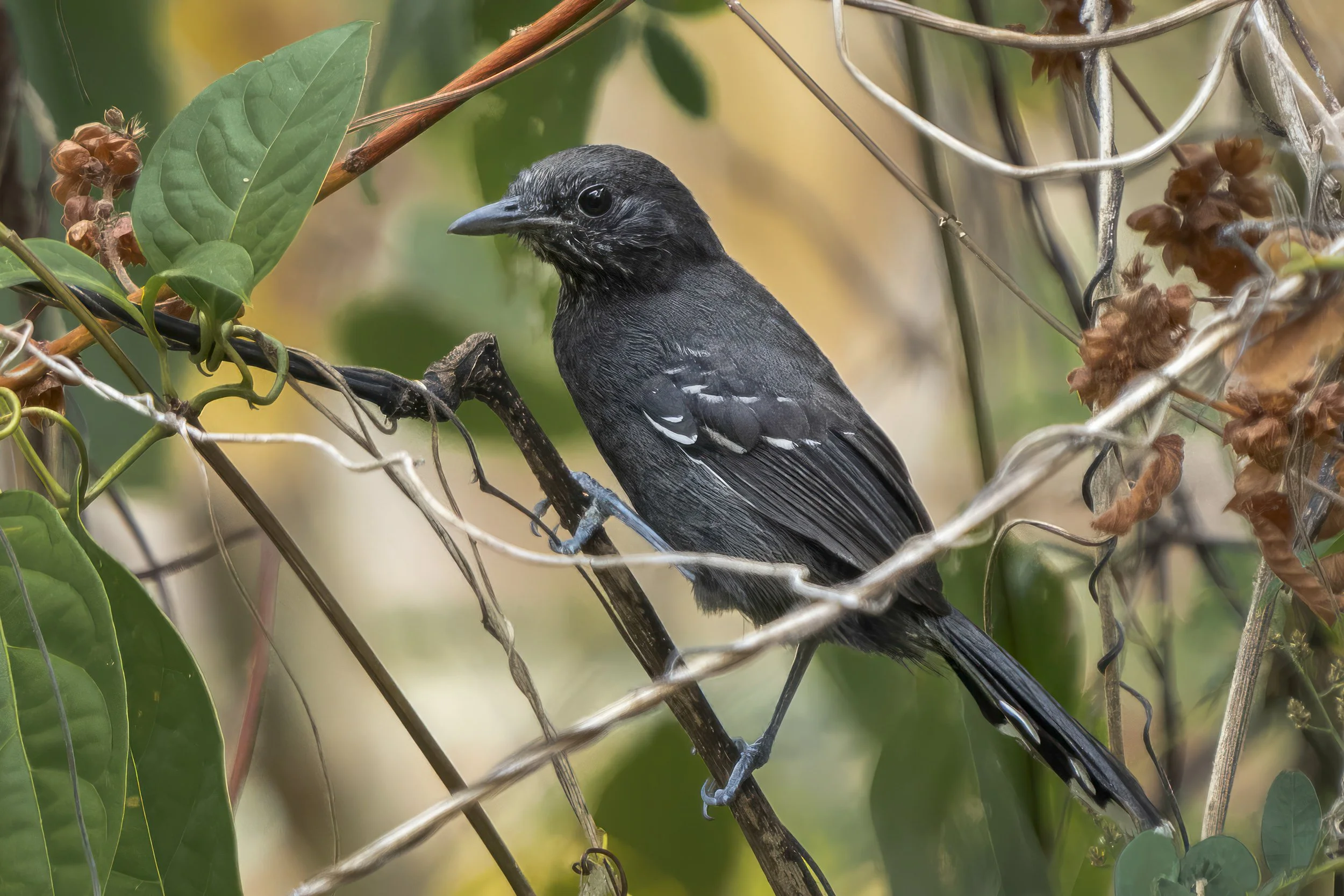 Jet Antbird