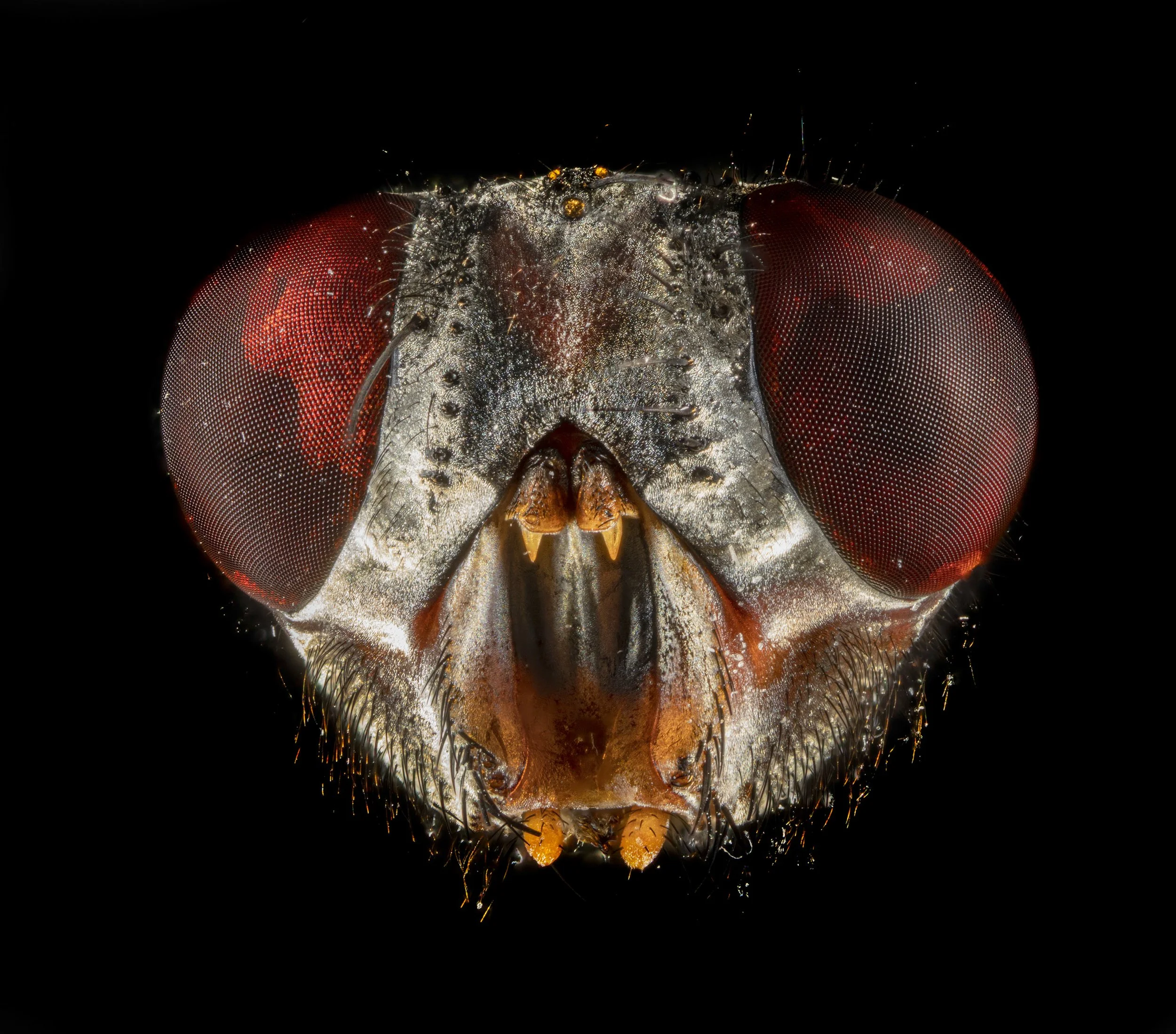 fly_3.jpg