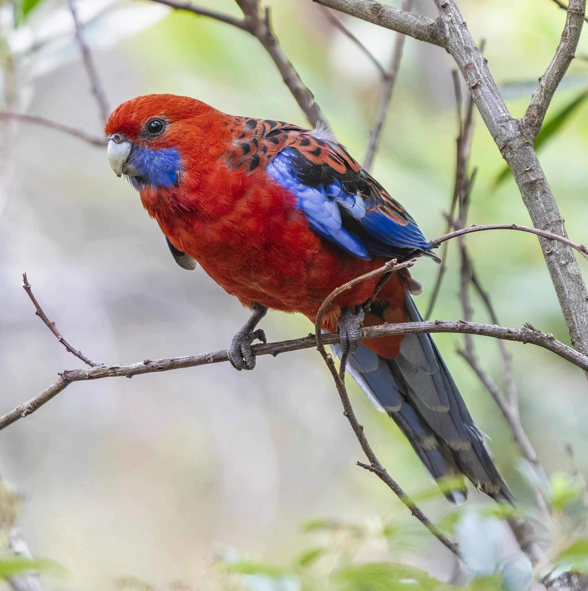 Crimson Rosella