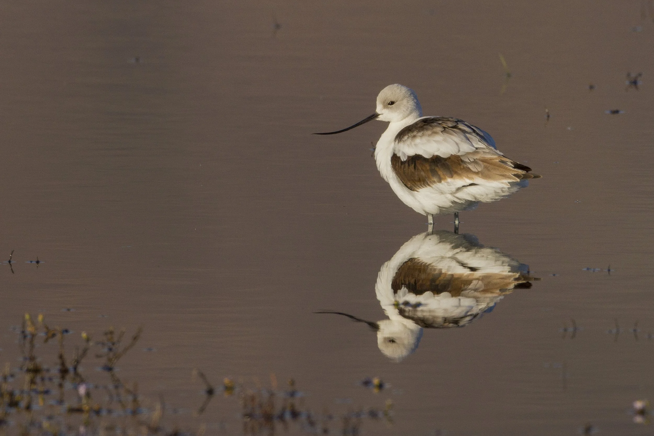 American Avocet