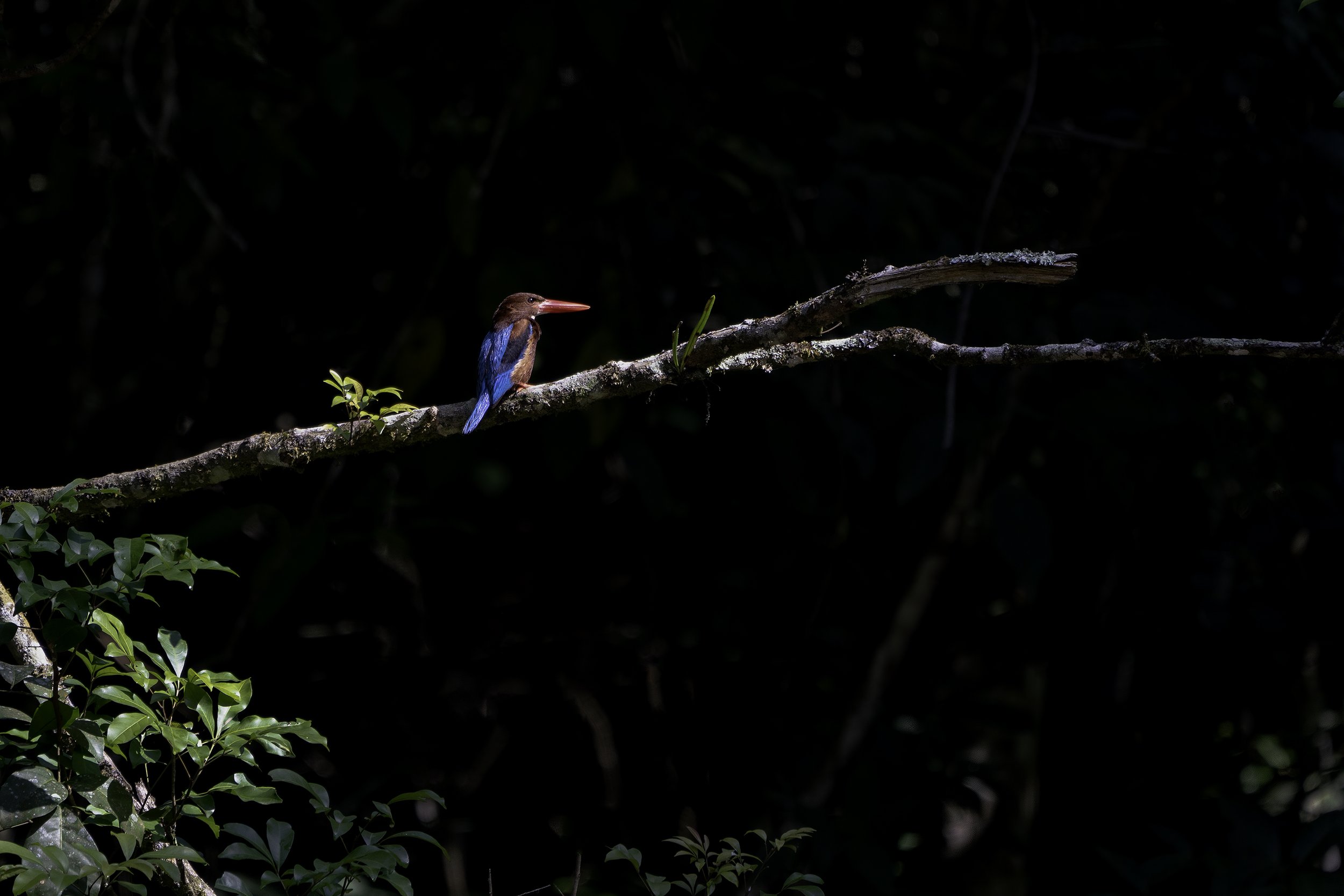 White Throated Kingfisher
