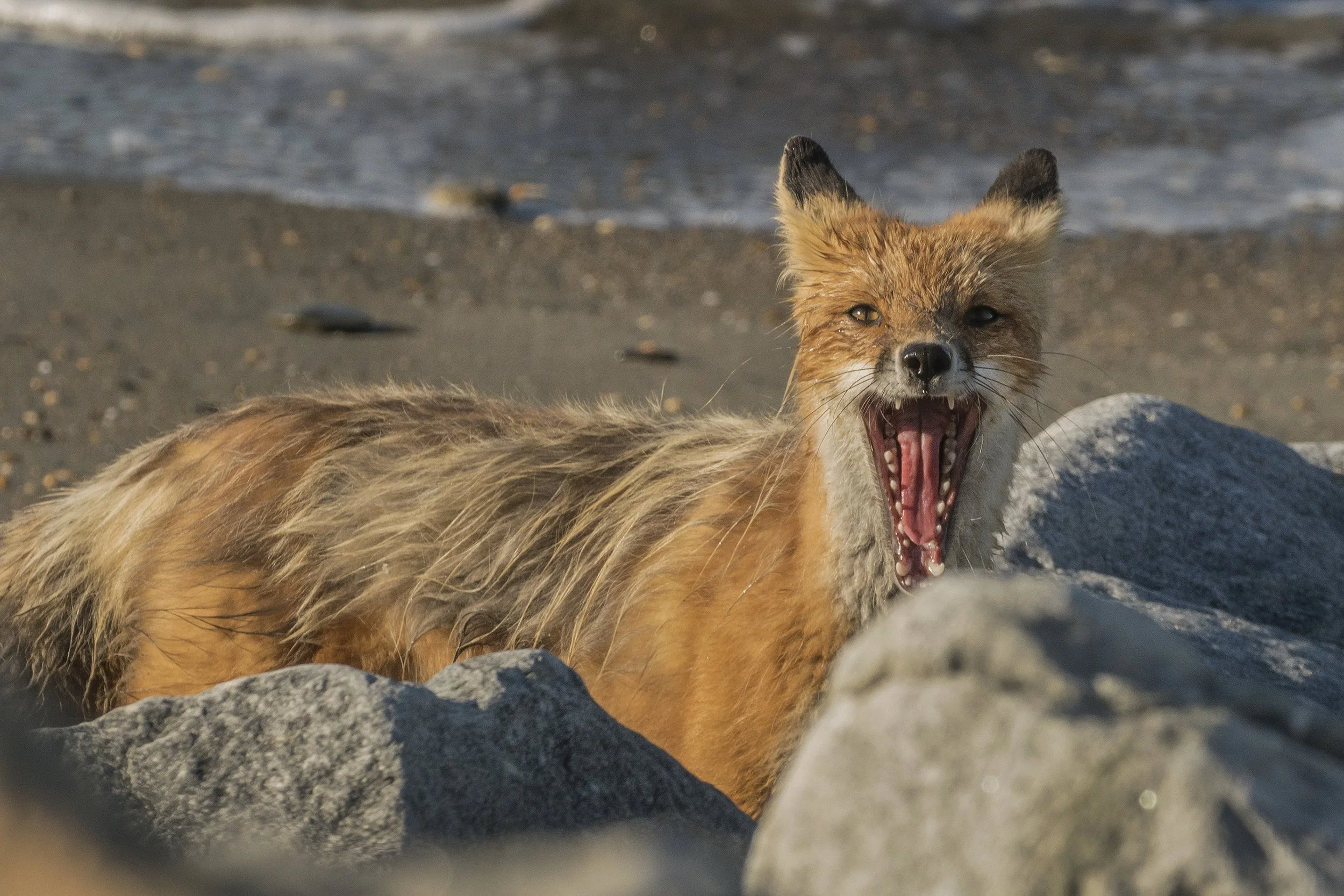 Arctic Fox, Alaska