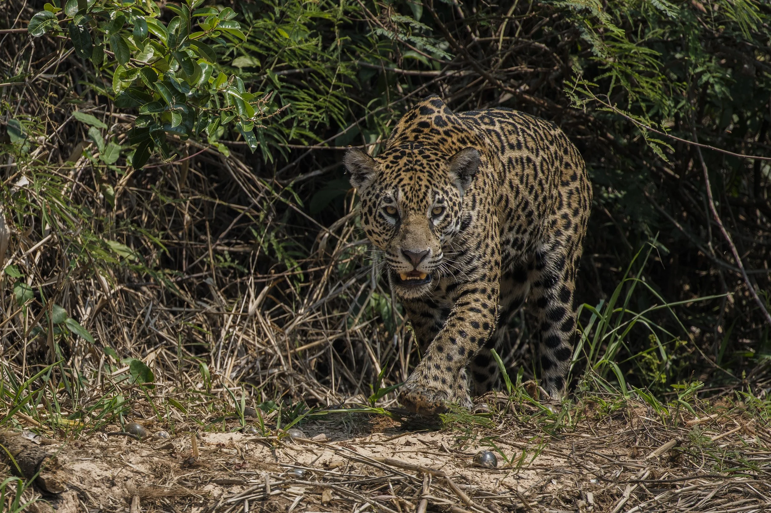 Jaguar, Brazil