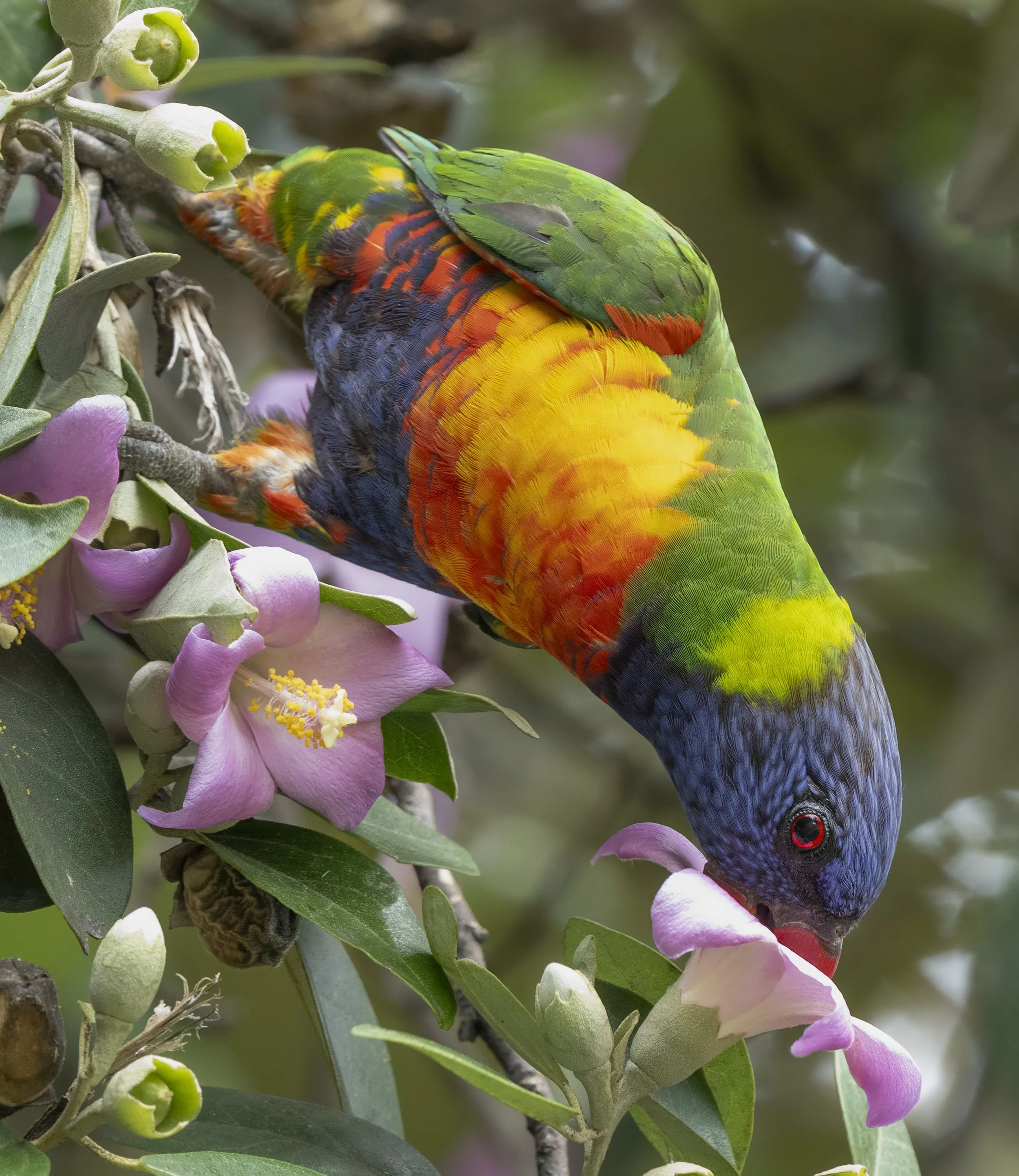 Rainbow Lorikeet