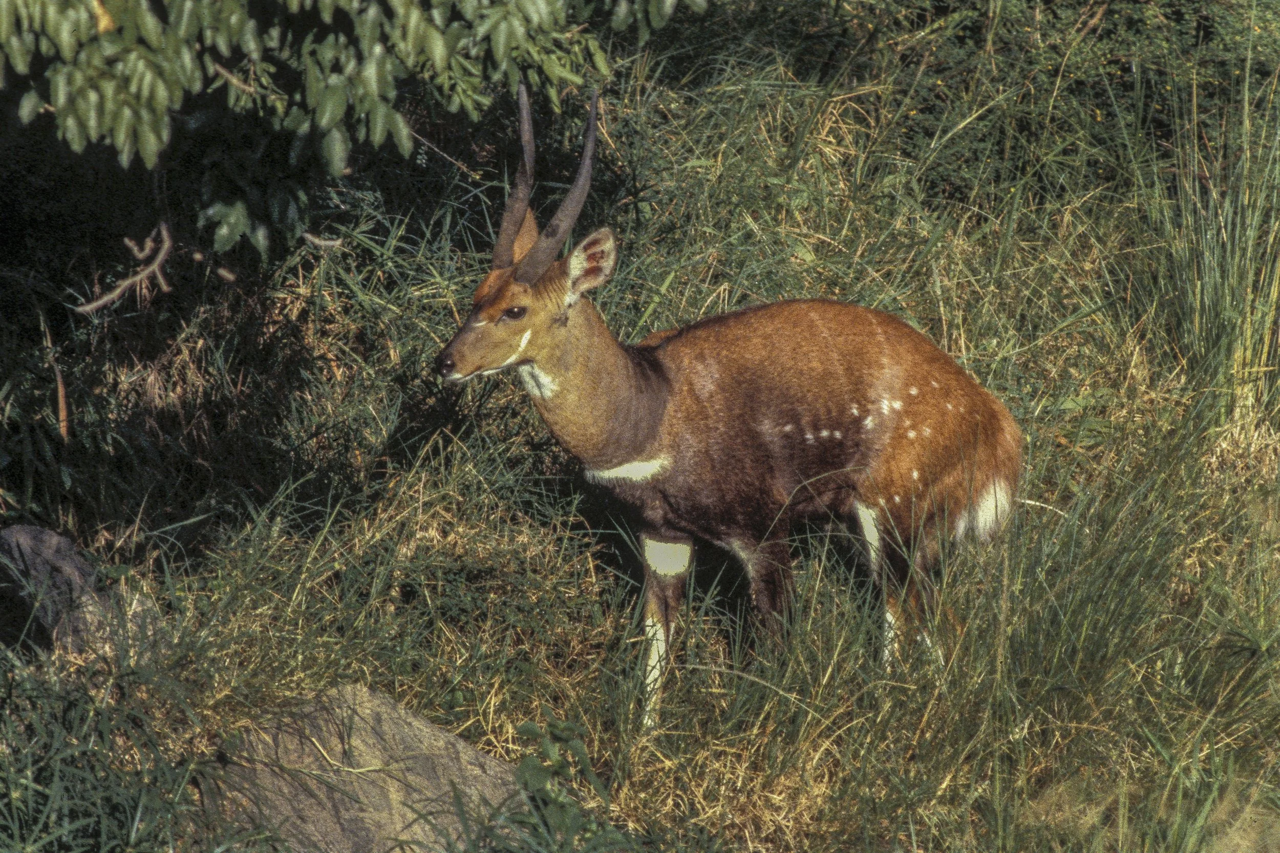 Buskbuck