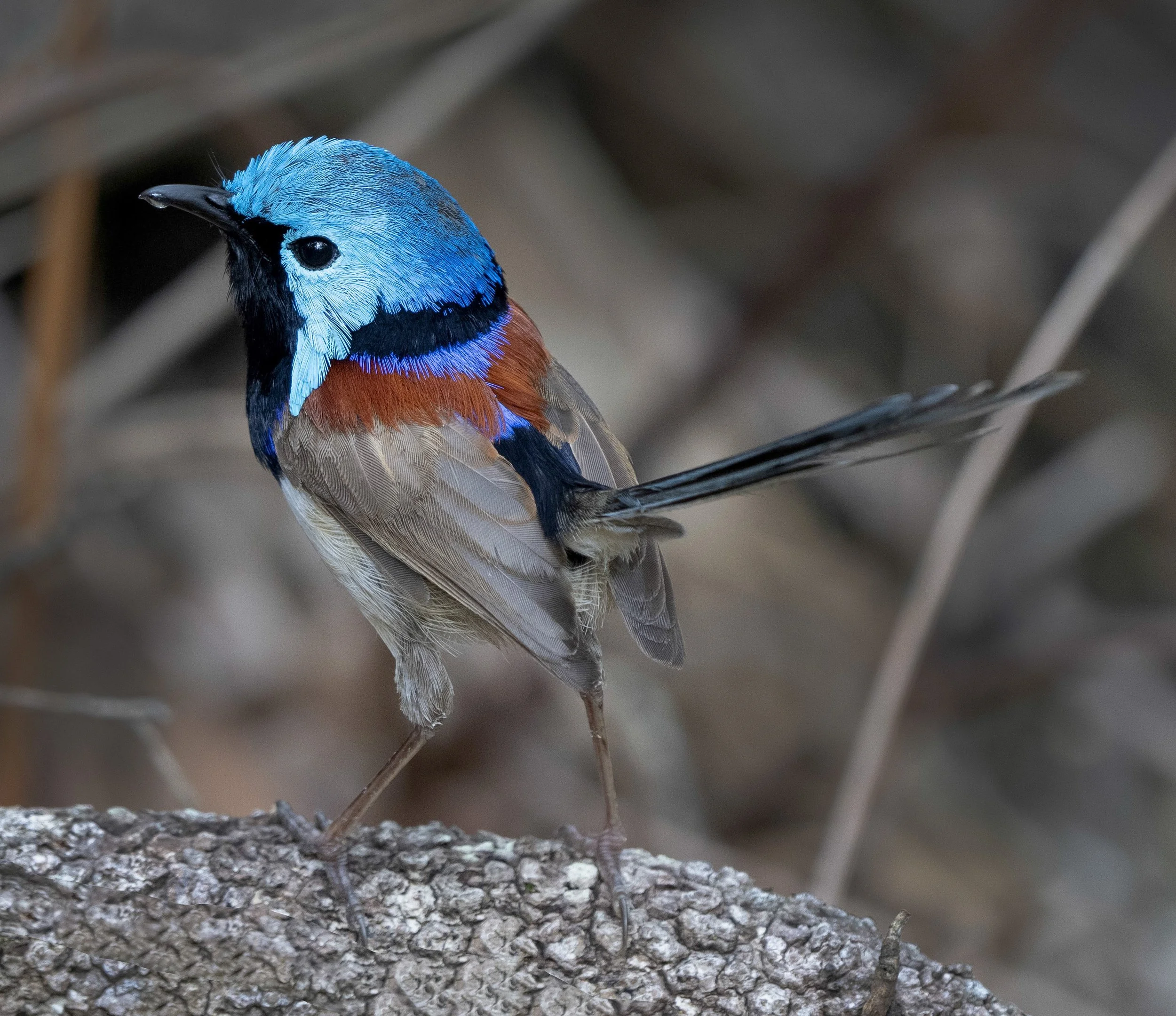 Variegated Fairywren