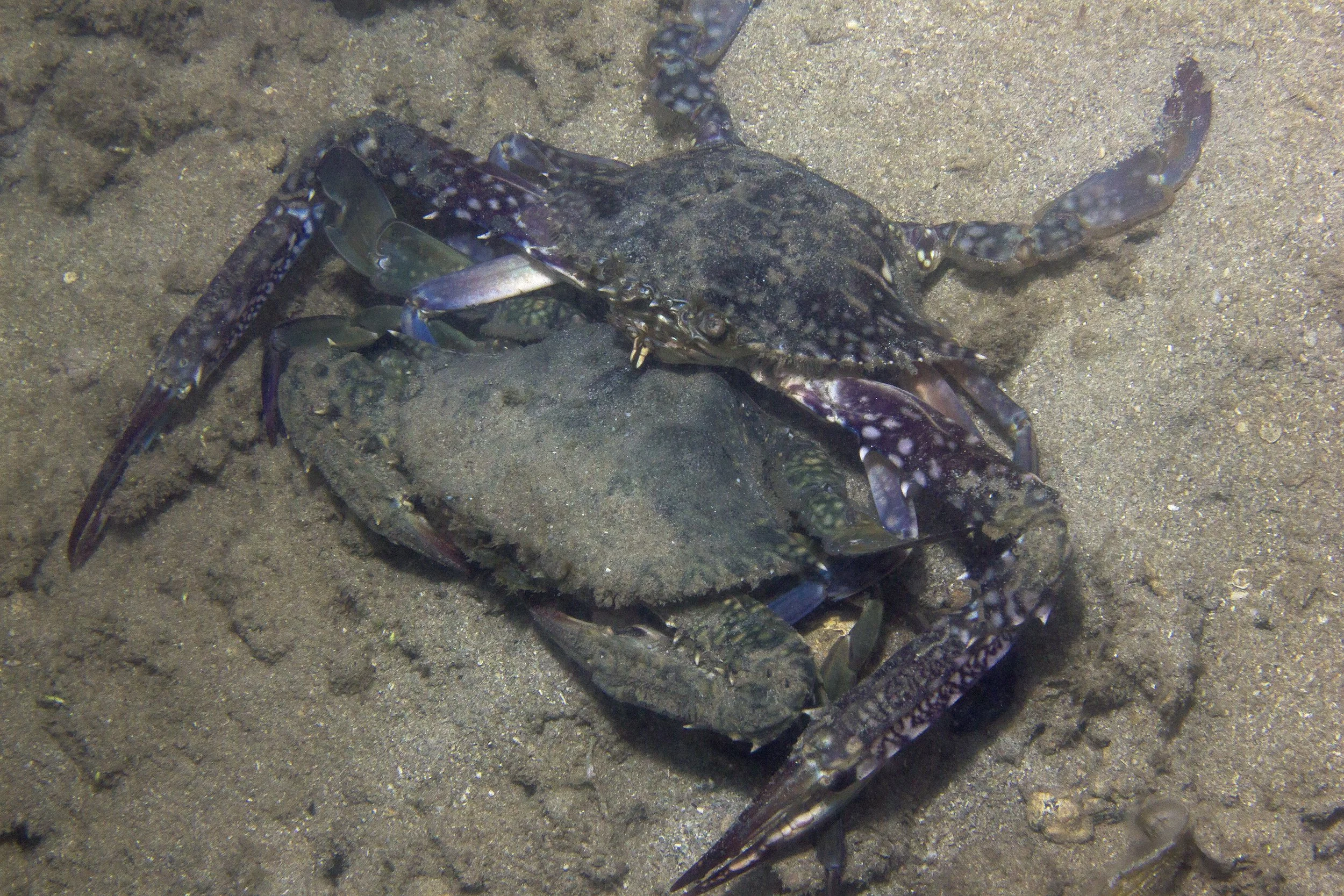 Halmahera_IMG_2683.jpg