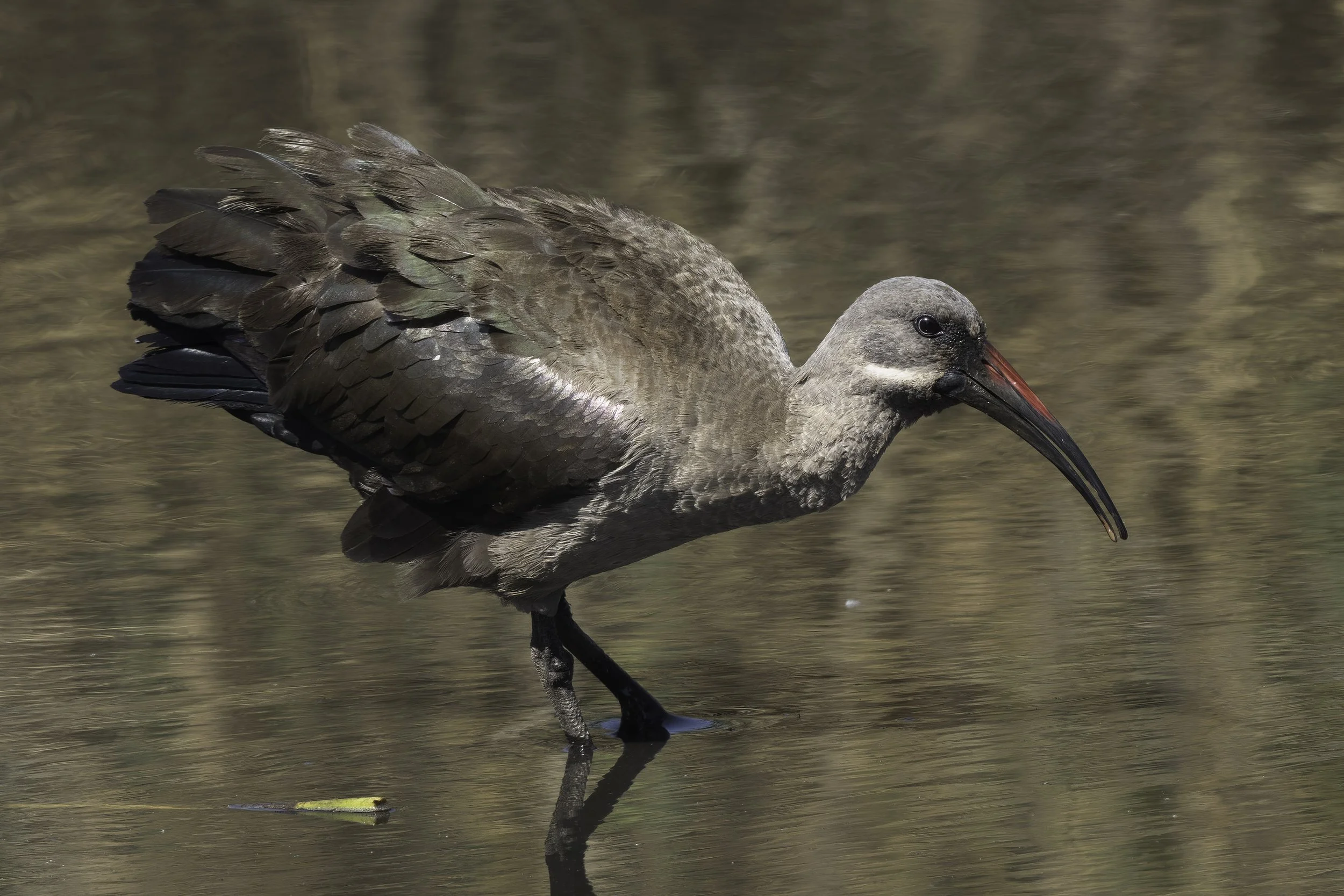 Hadada Ibis