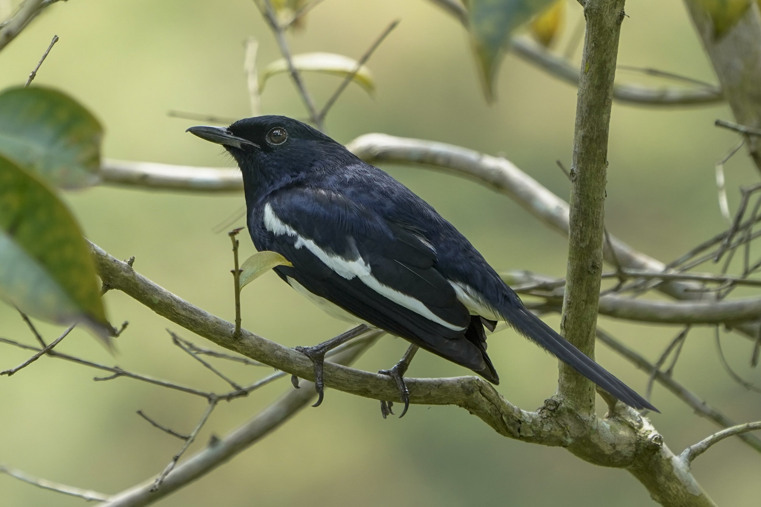 Magpie Robin