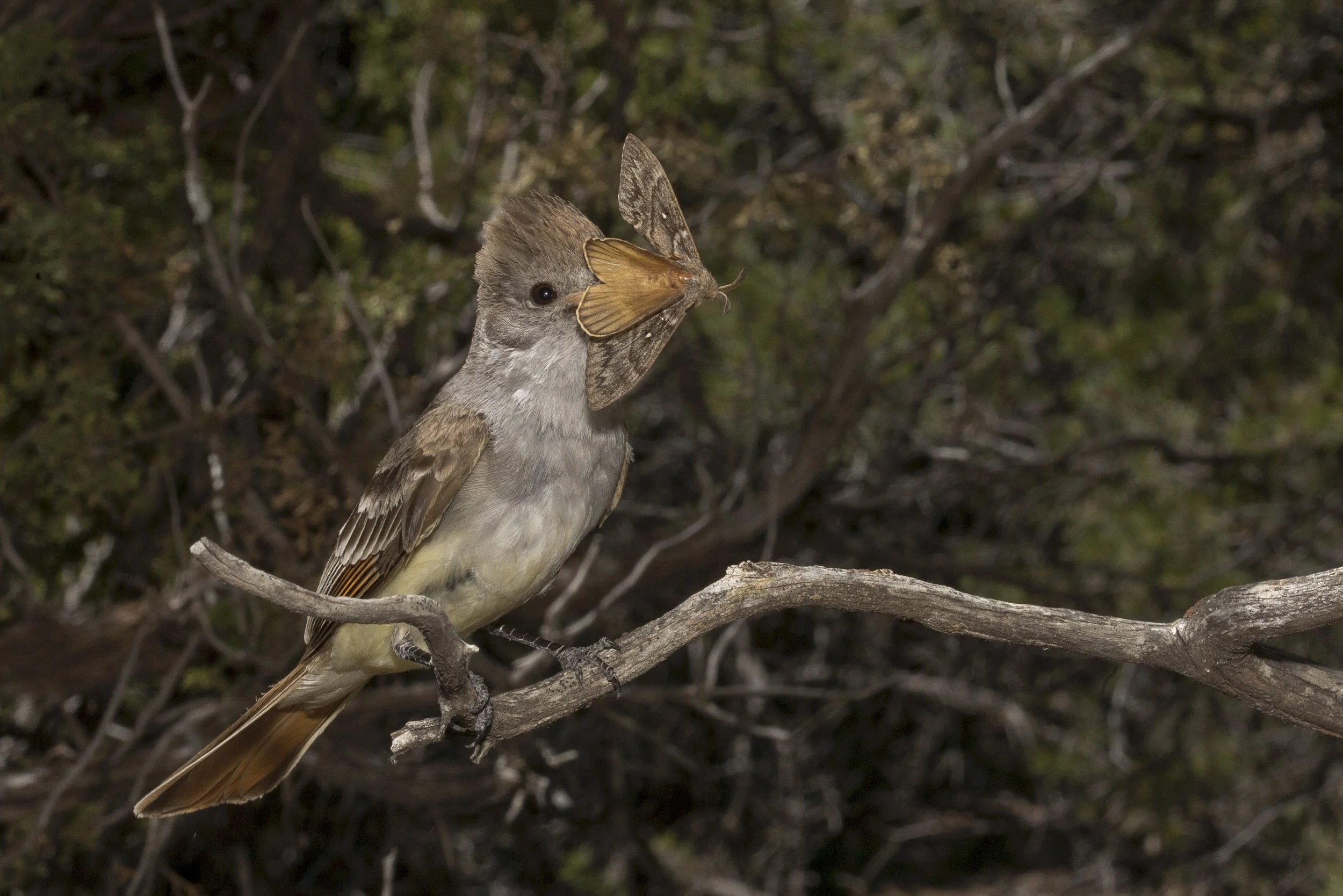 Ash Throated Flycatcher