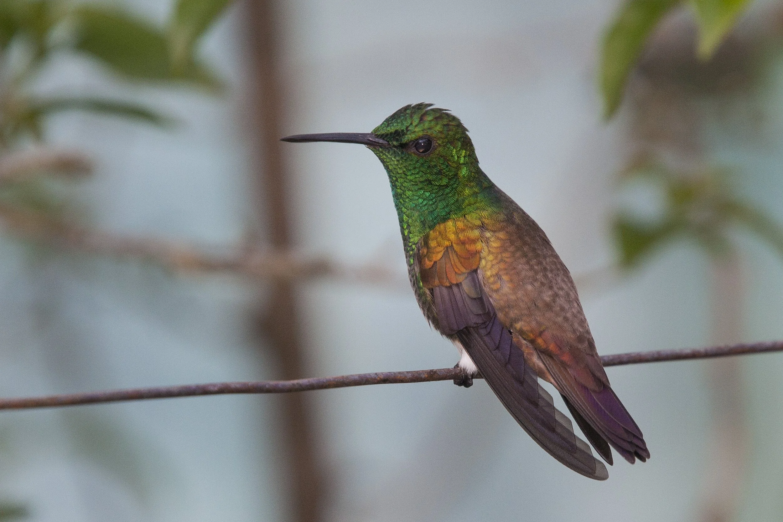 Snowy Bellied Hummingbird