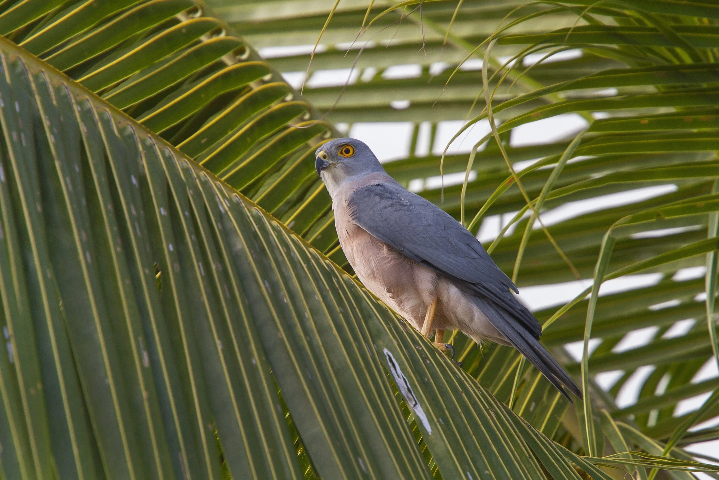 Fiji Goshawk