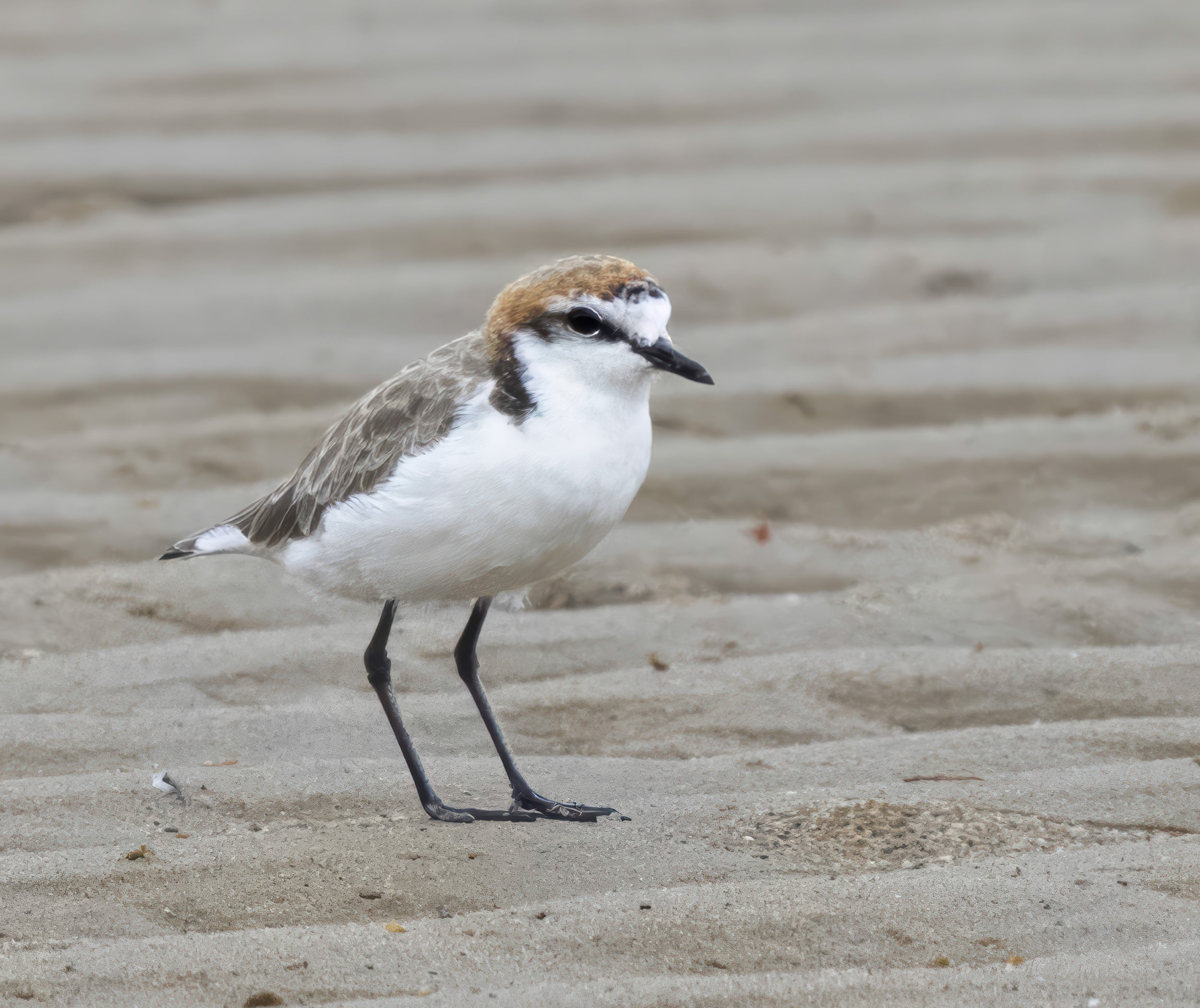 Red Capped Plover