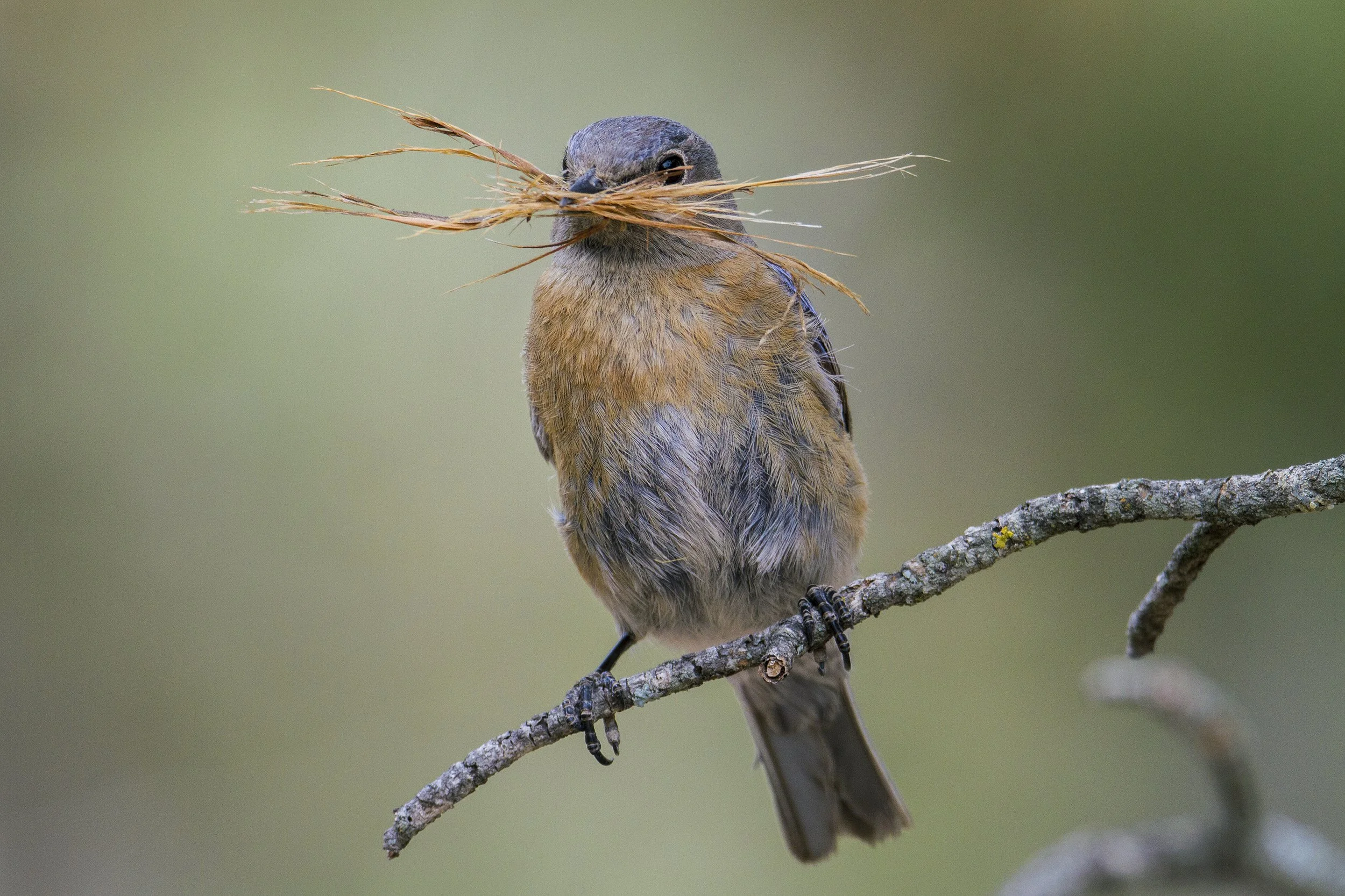 Western Bluebird