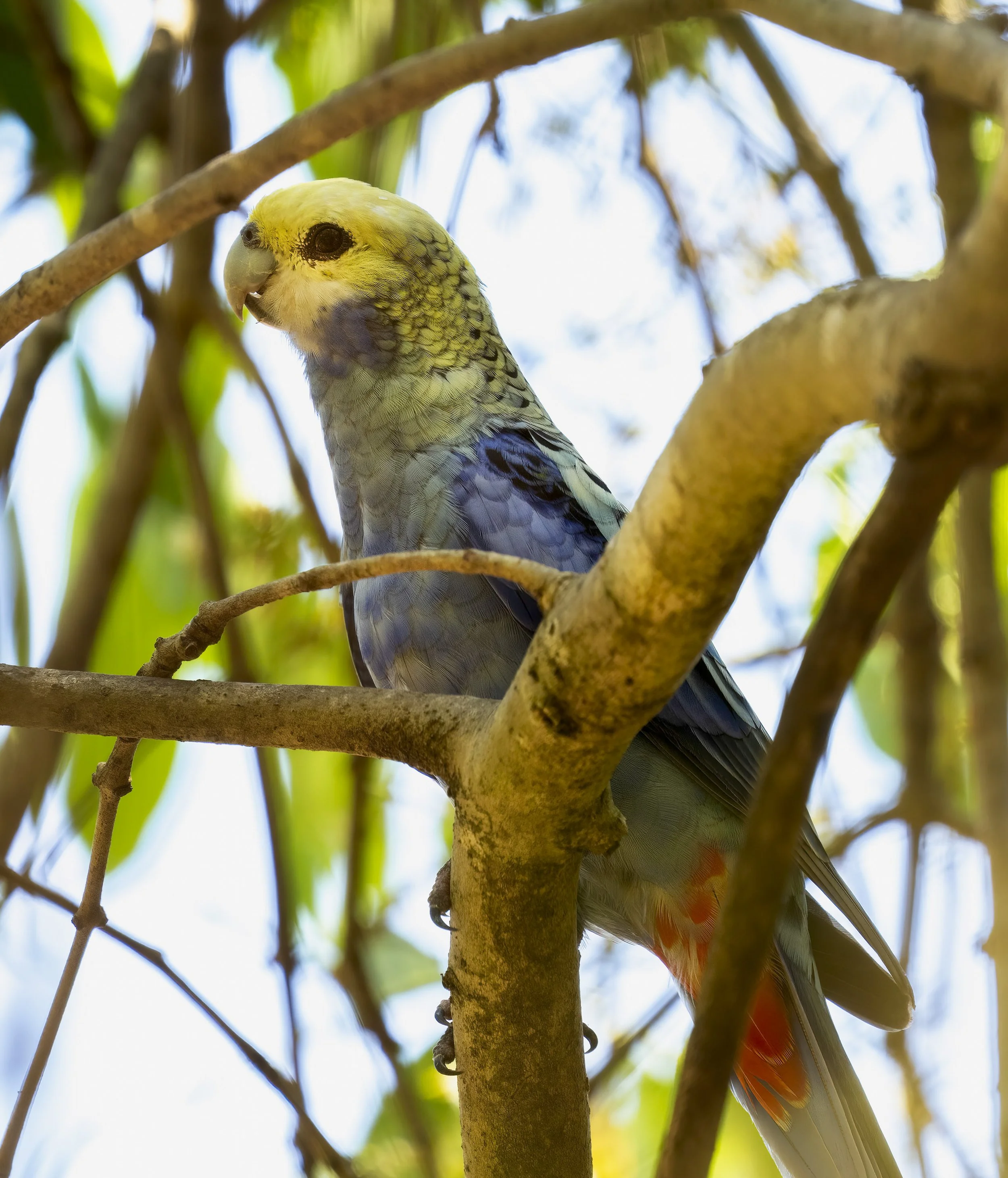 Pale Headed Rosella