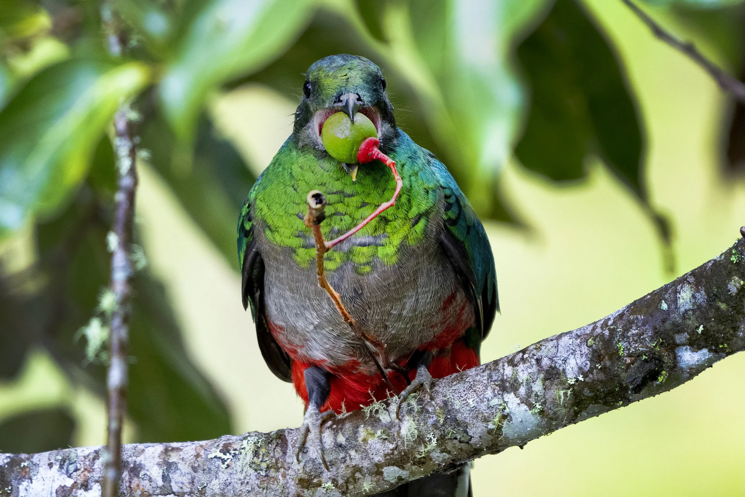 Resplendant Quetzal
