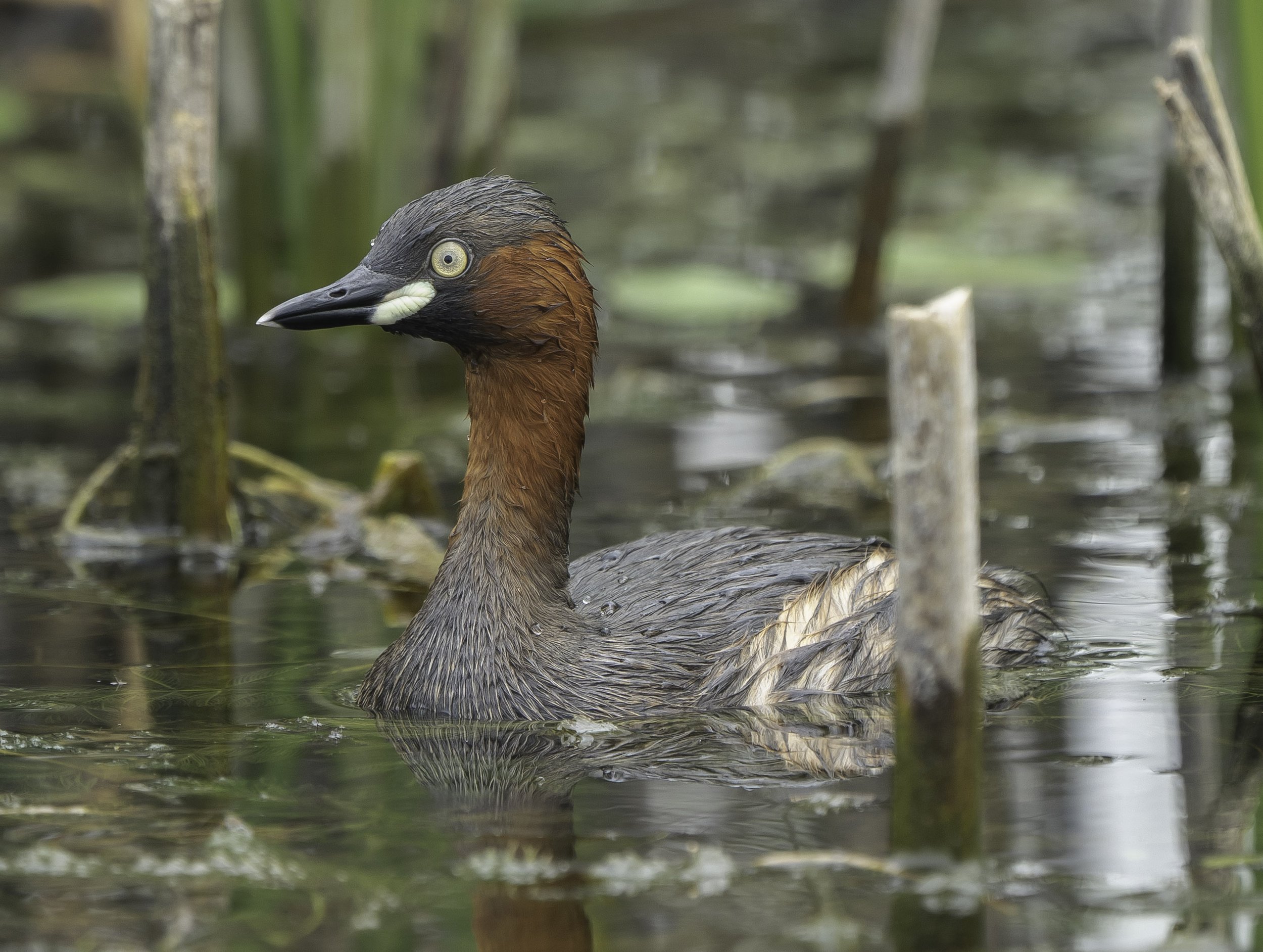 Little Grebe