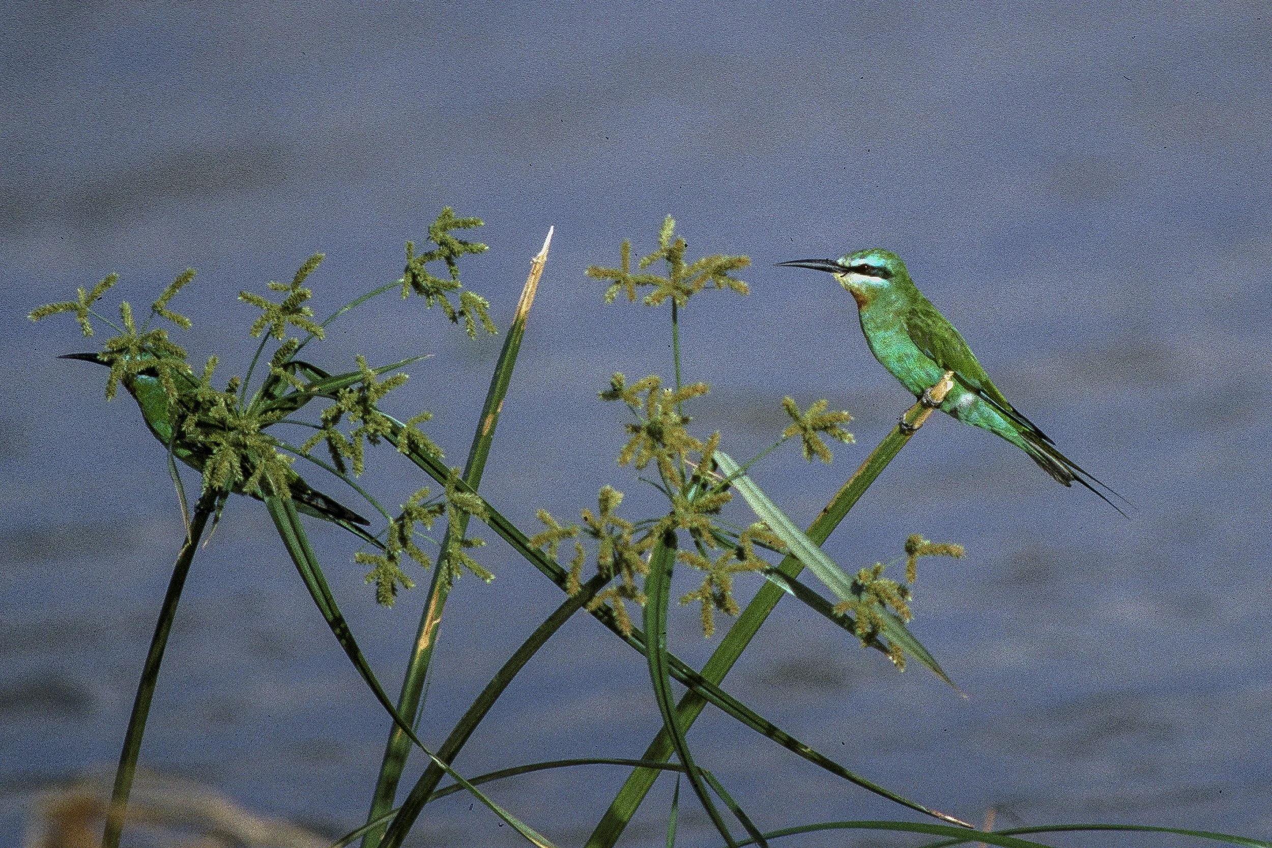 Blue Cheeked Bee Eater