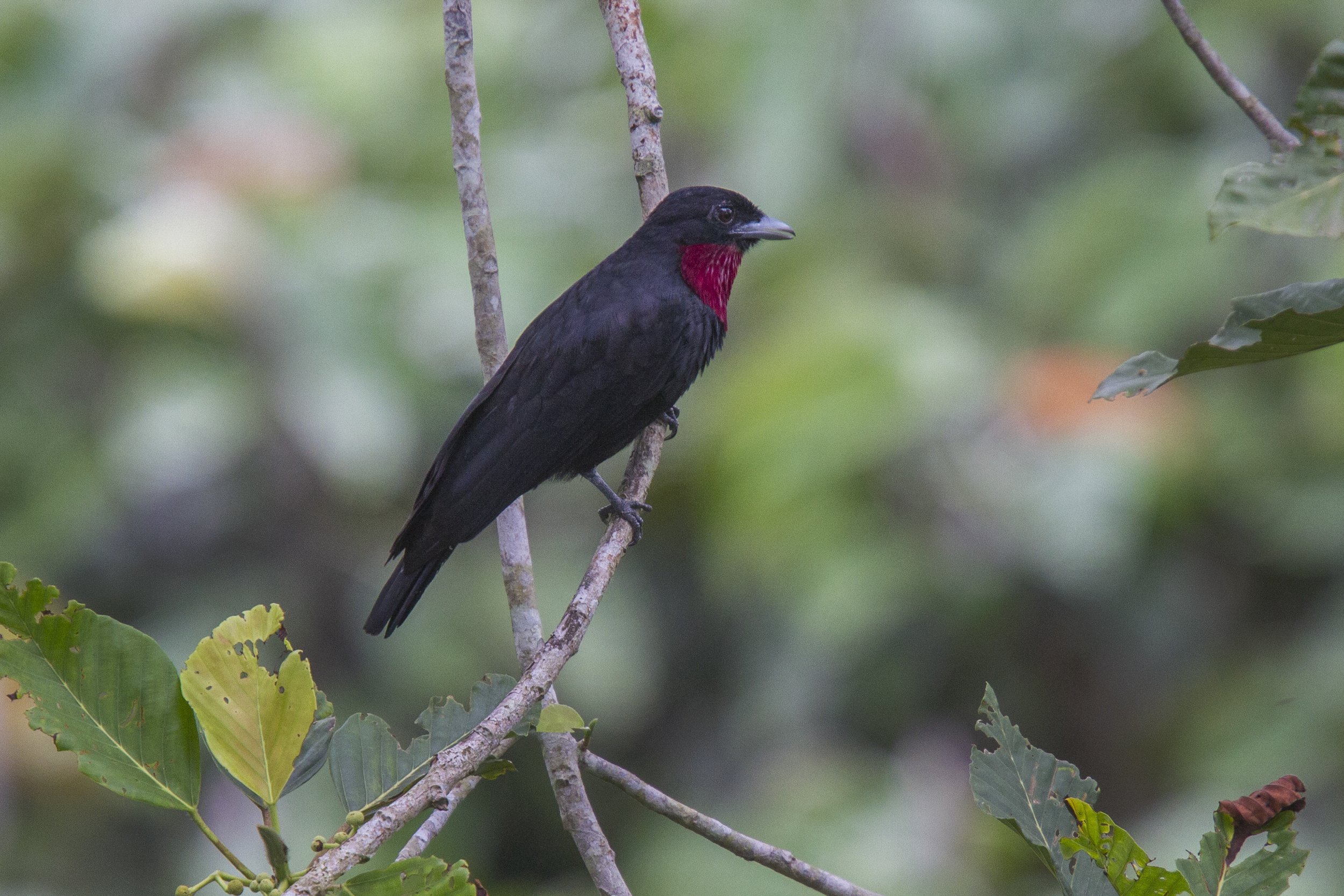 Purple Throated Fruitcrow