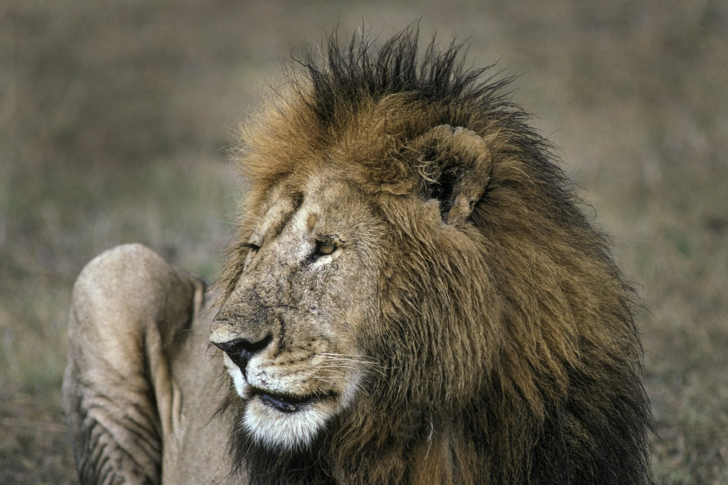 Lion