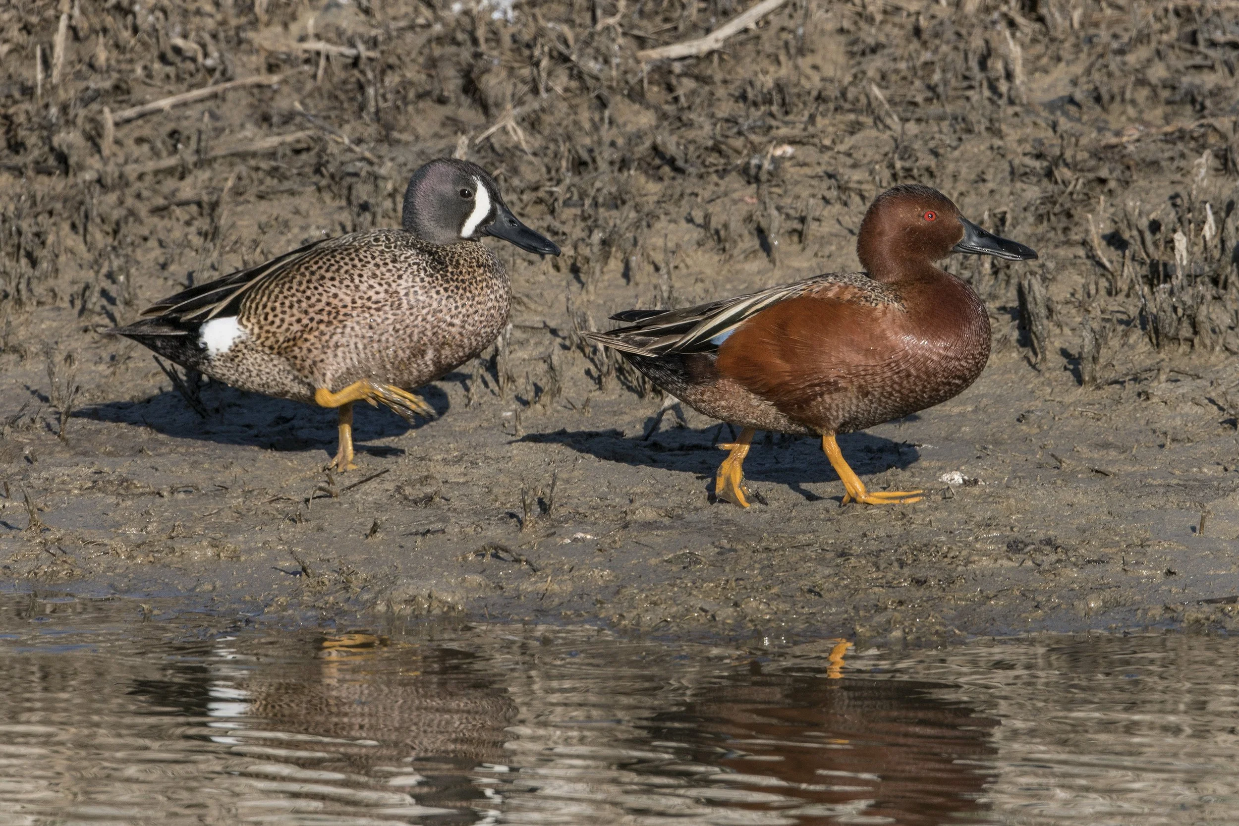 Cinnamon and Blue Winged Teal