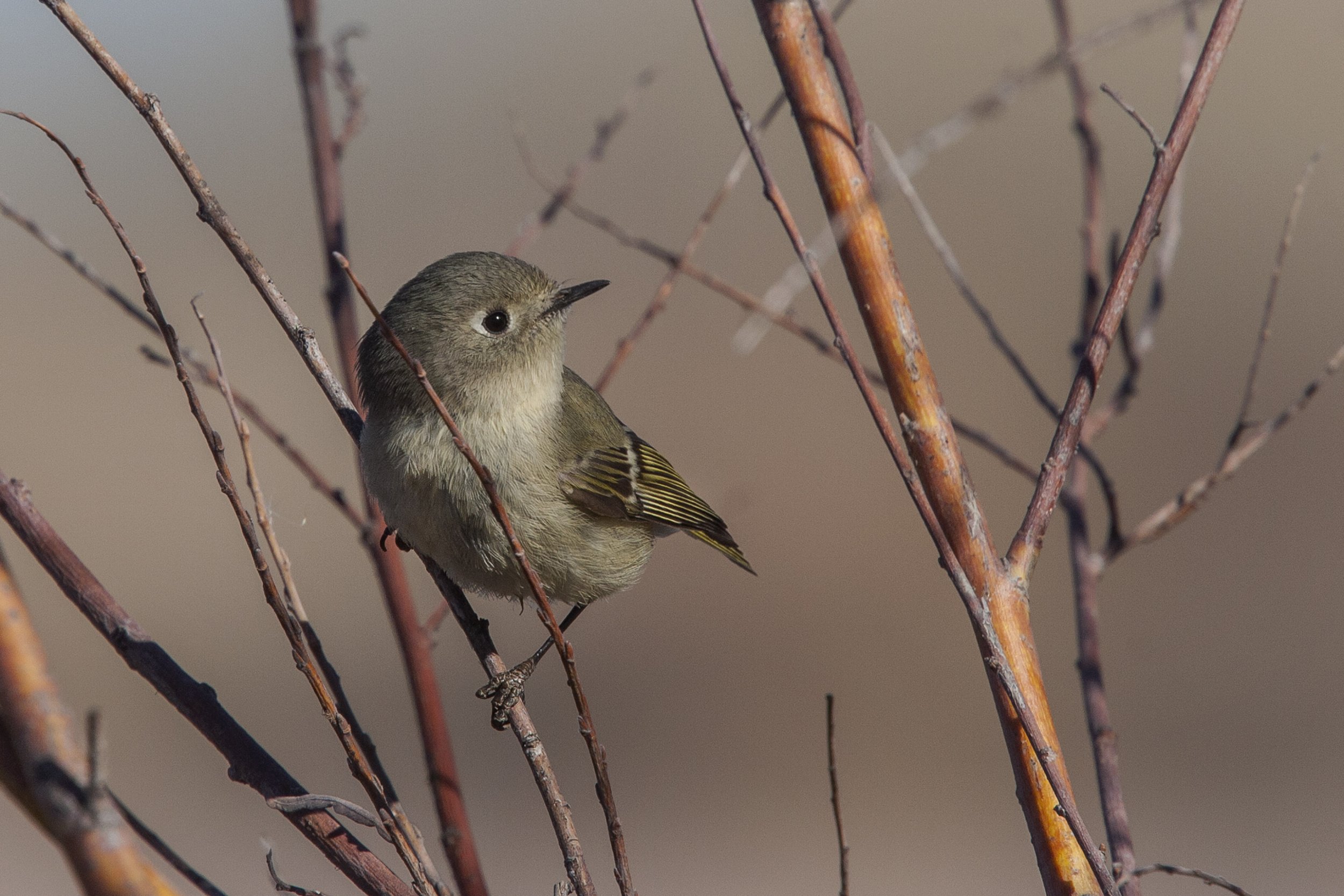 Ruby Crowned Kinglet